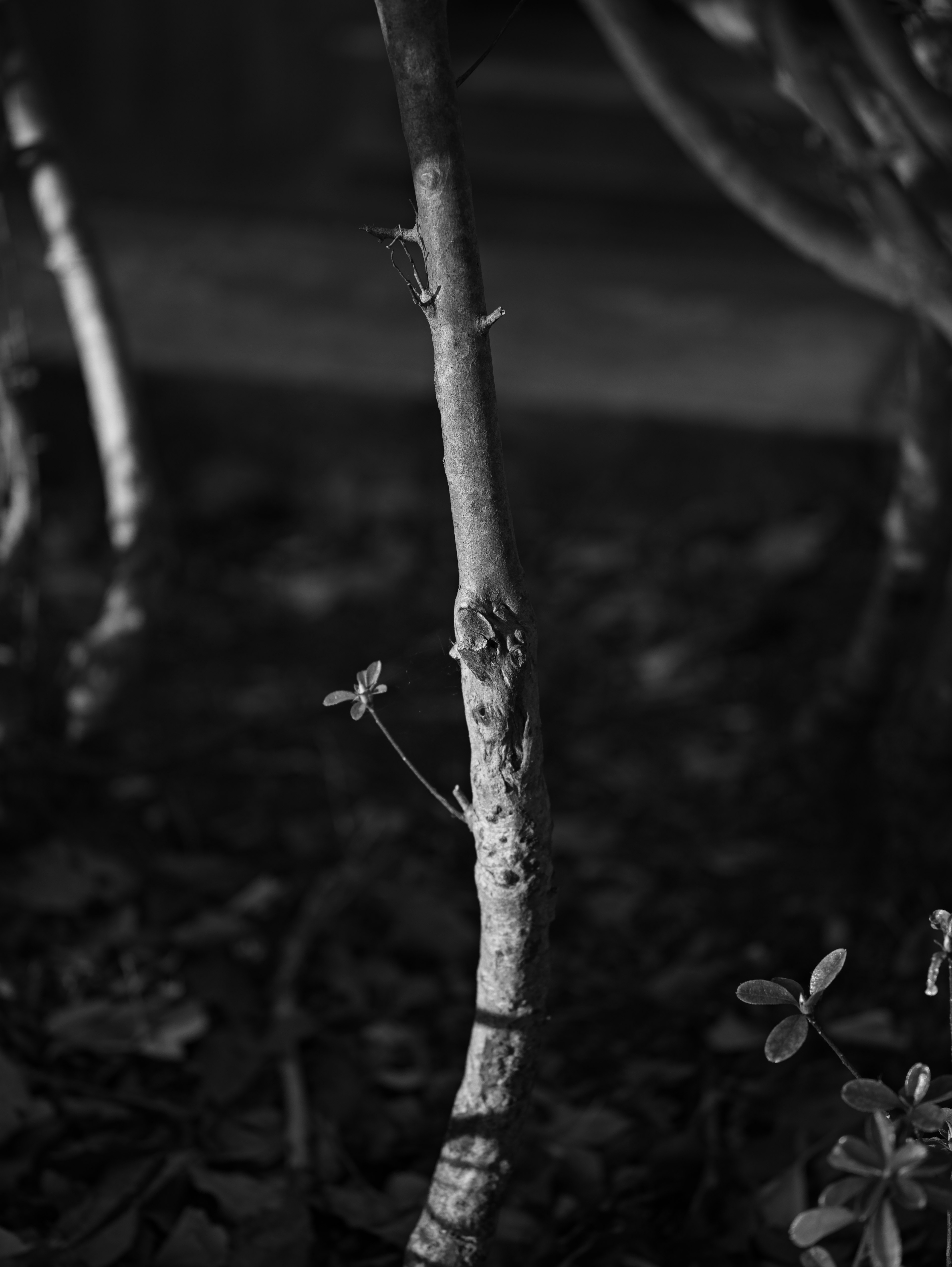 Black and white image of a tree branch with small leaves