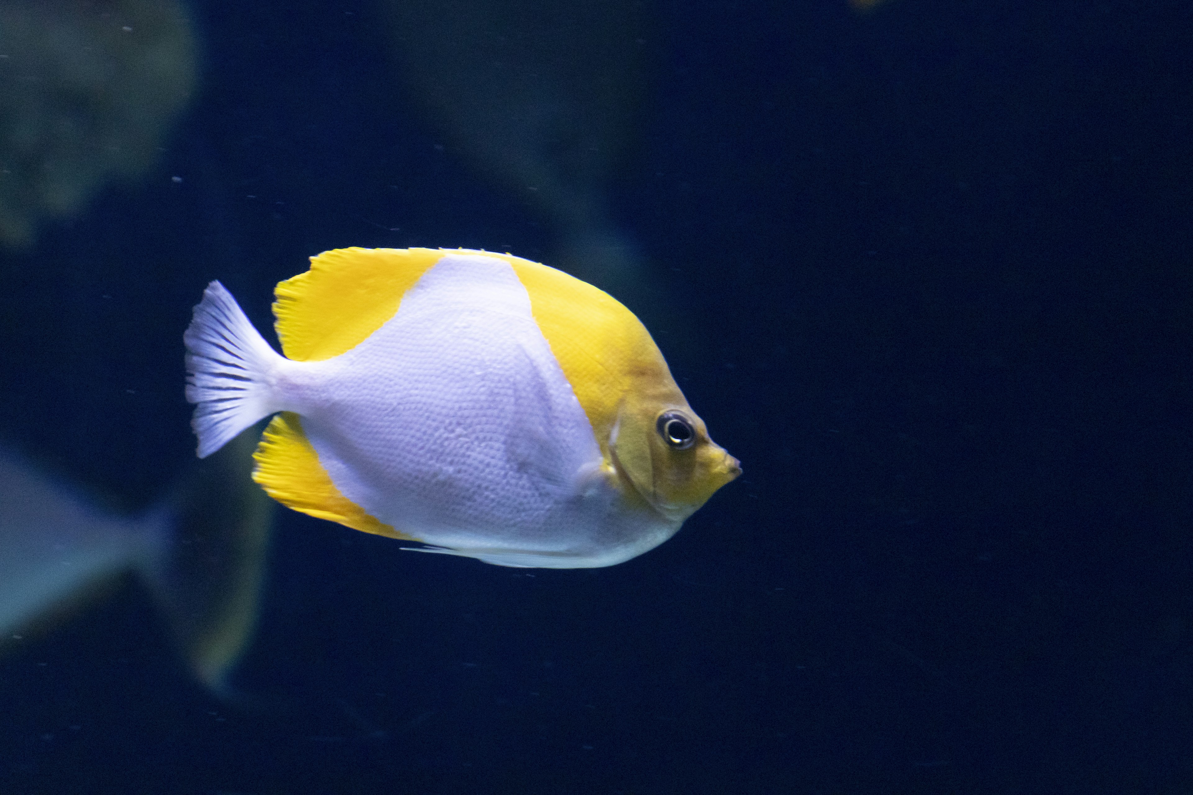 Ein schöner gelber und weißer Fisch, der unter Wasser schwimmt