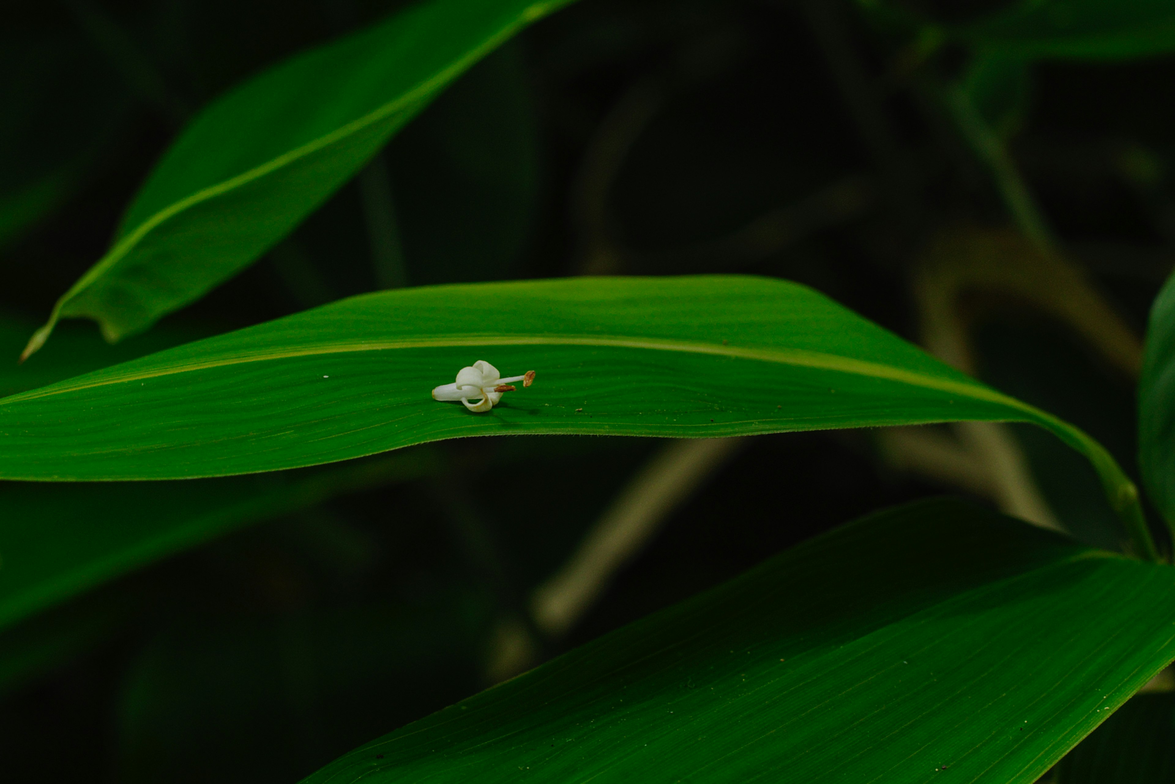 Seekor serangga putih kecil di atas daun hijau