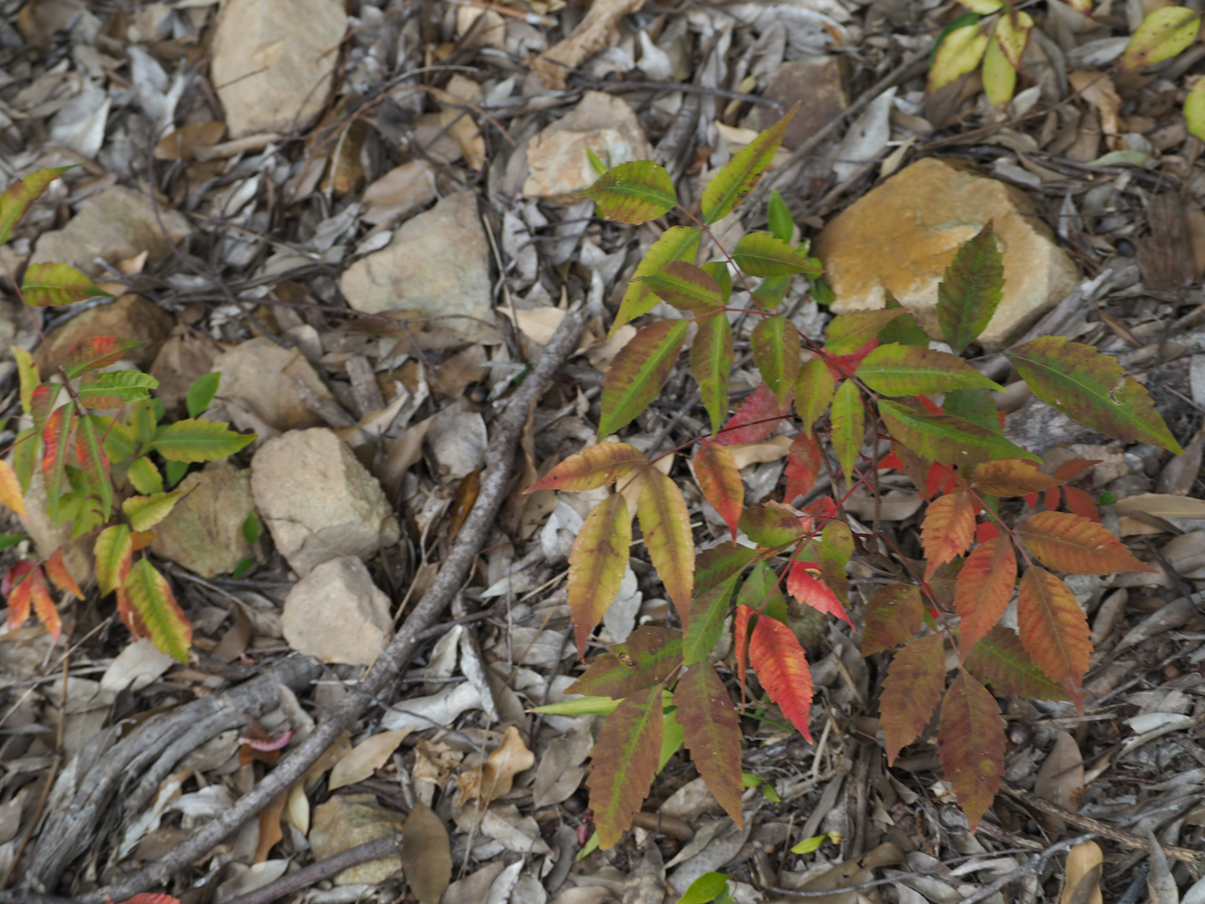 Sol couvert de feuilles de couleurs variées et de pierres