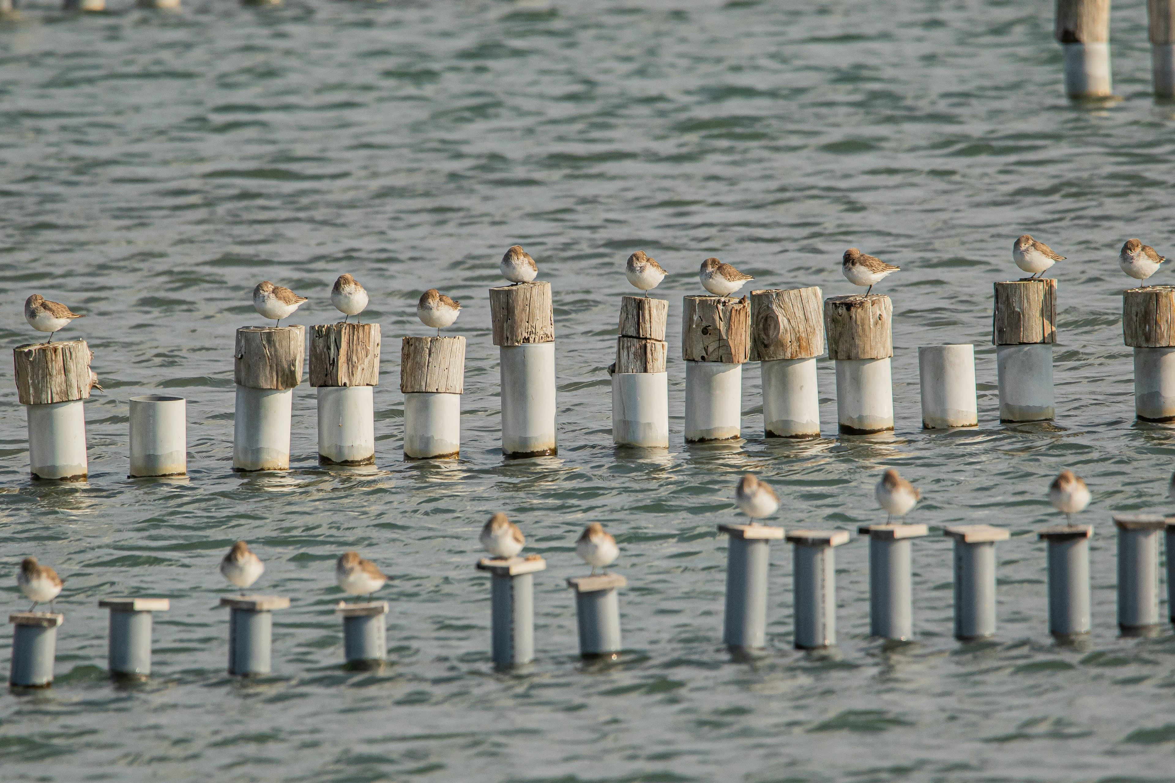 A flock of small birds gathered on posts above the water surface