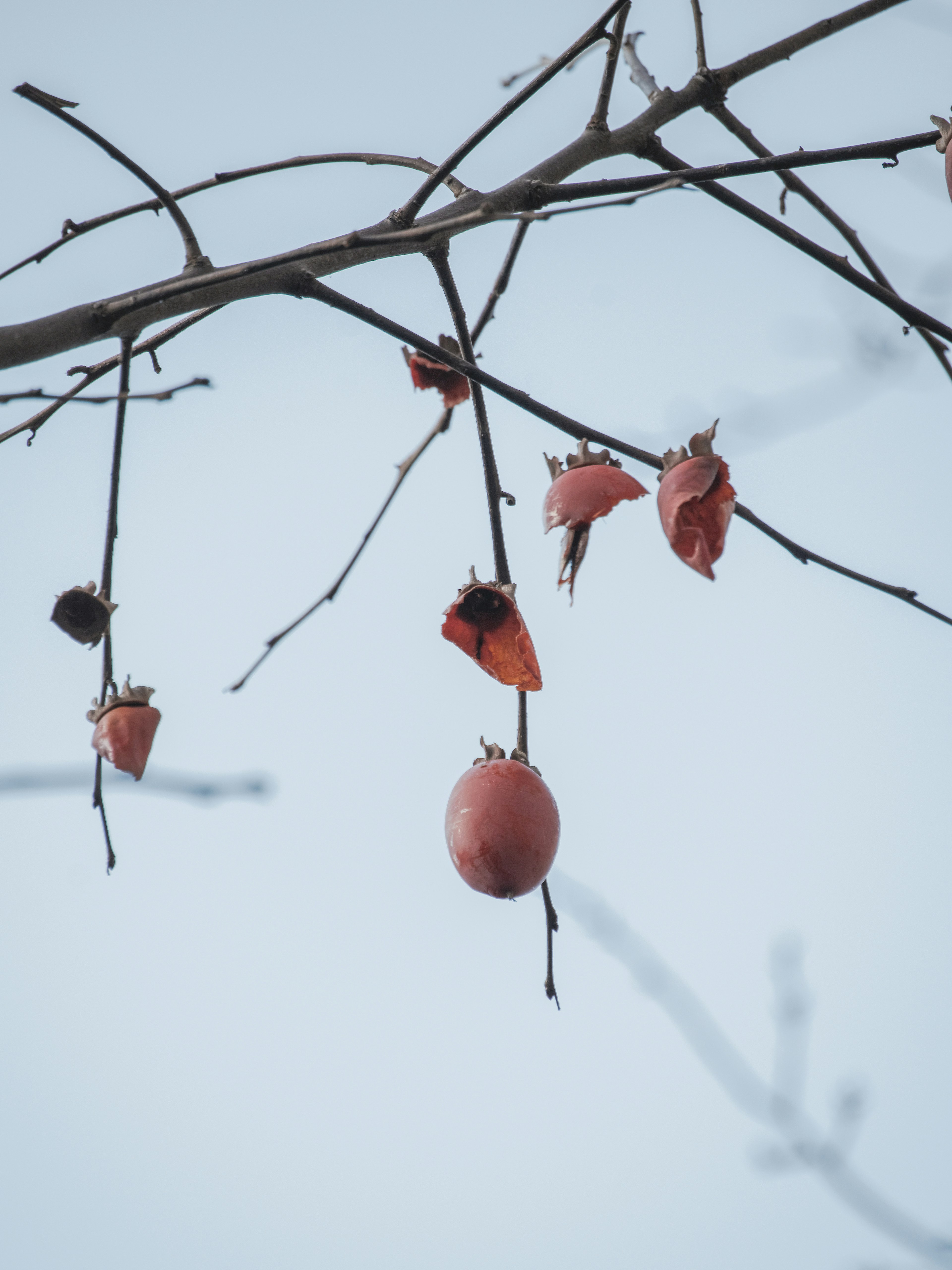 Frutti e foglie secche appesi a un ramo d'albero in inverno