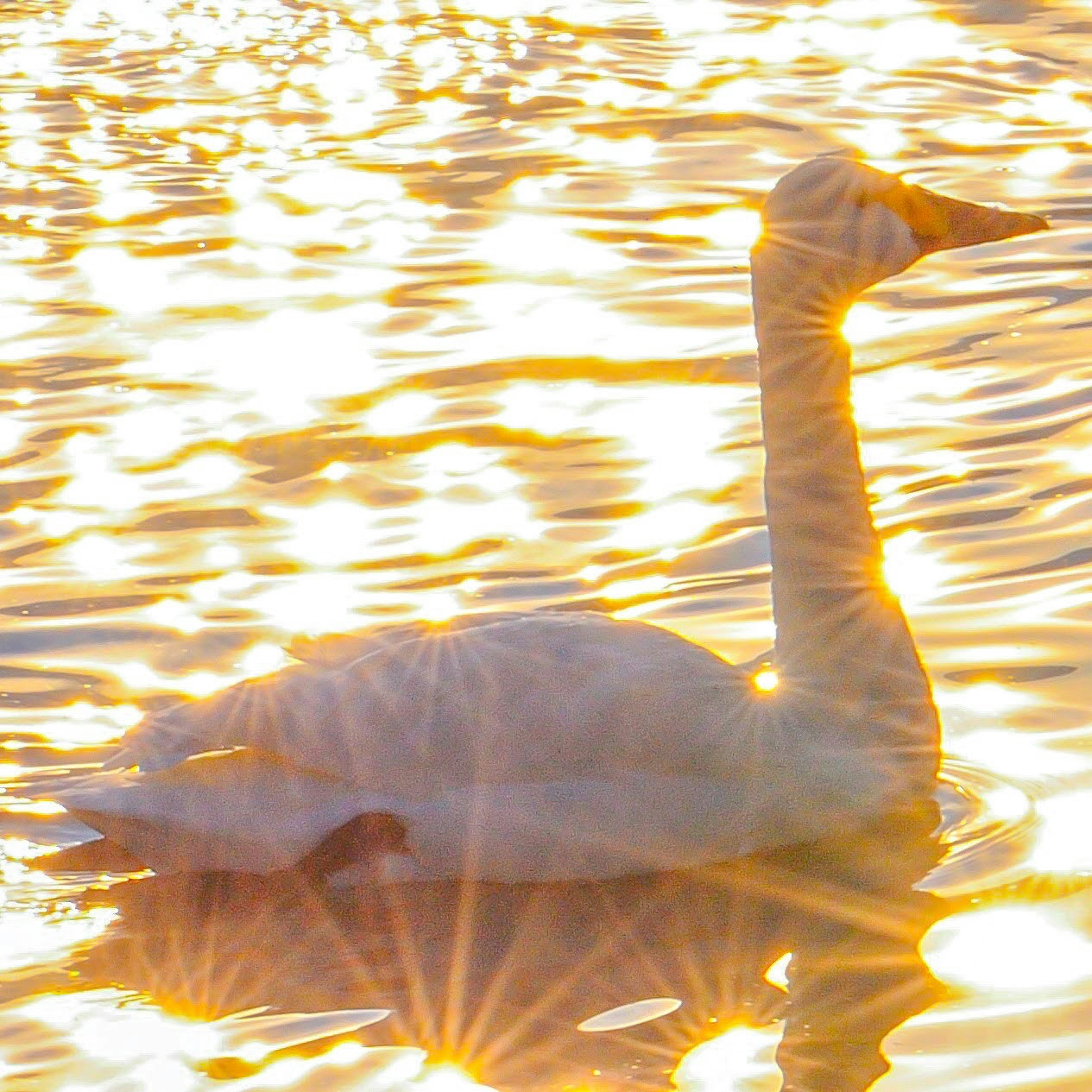 Silhouette of a swan gliding on water with golden reflections