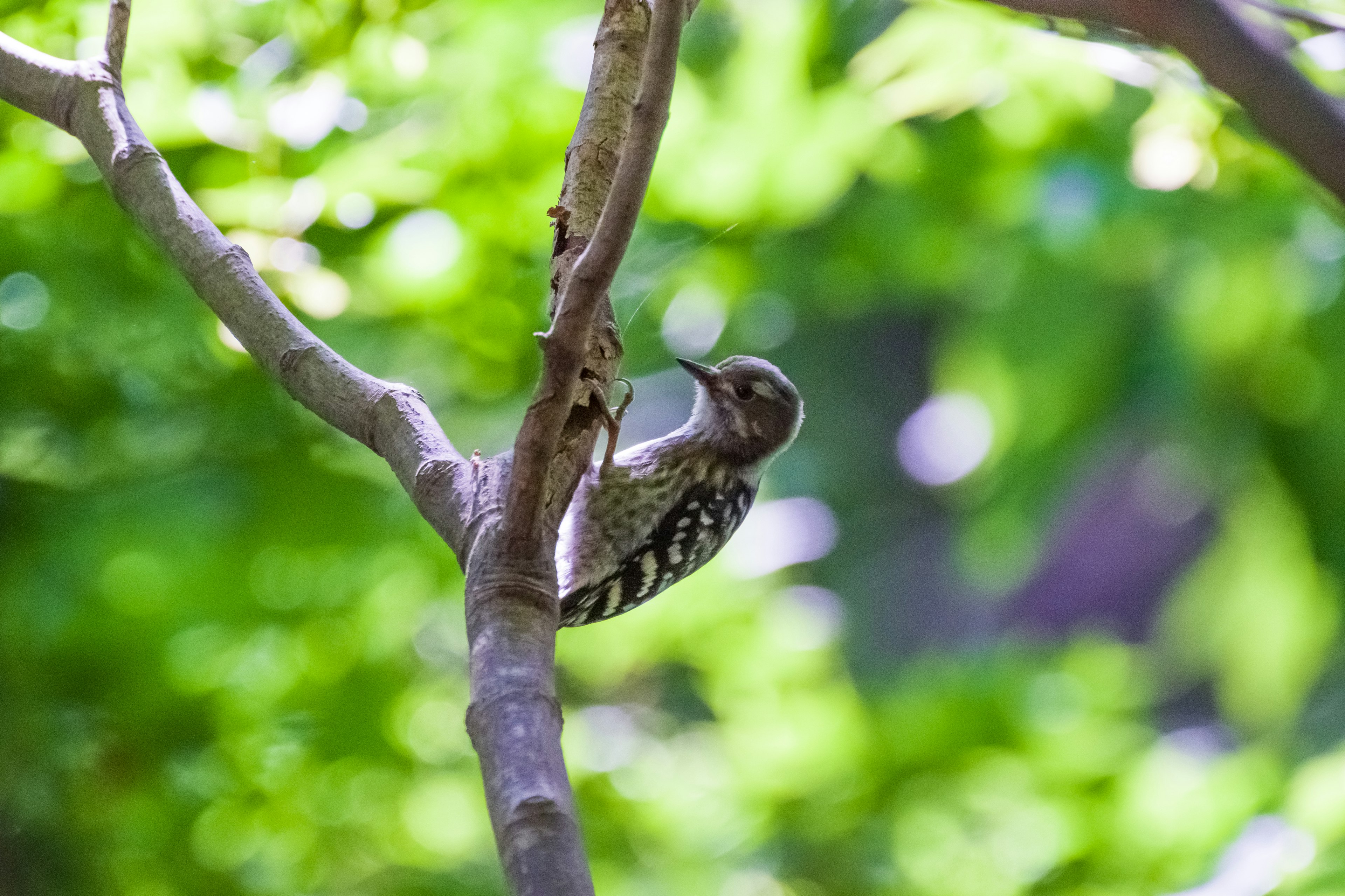 A small woodpecker perched on a branch with a green background