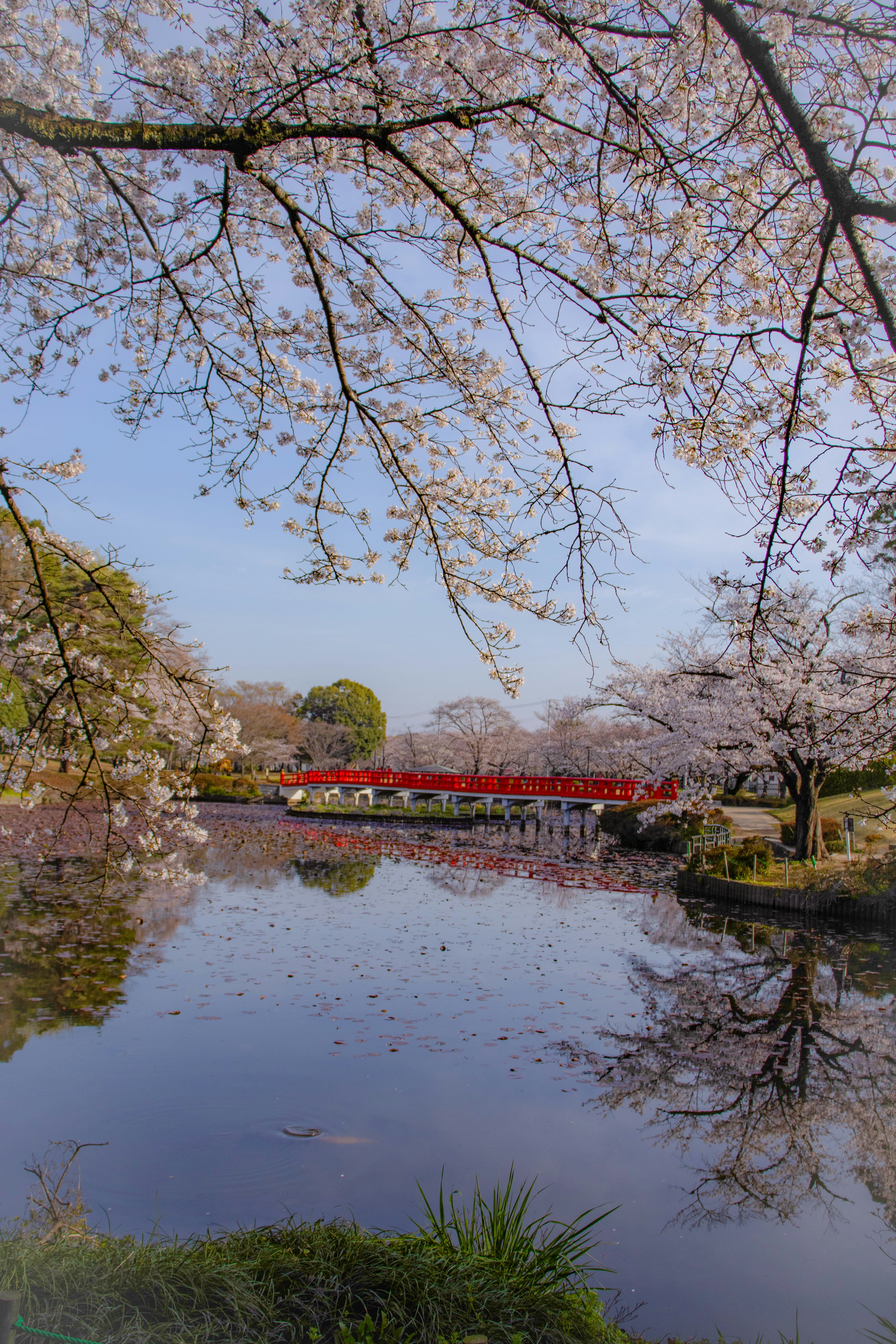 桜の木と赤い橋が映る穏やかな池の風景