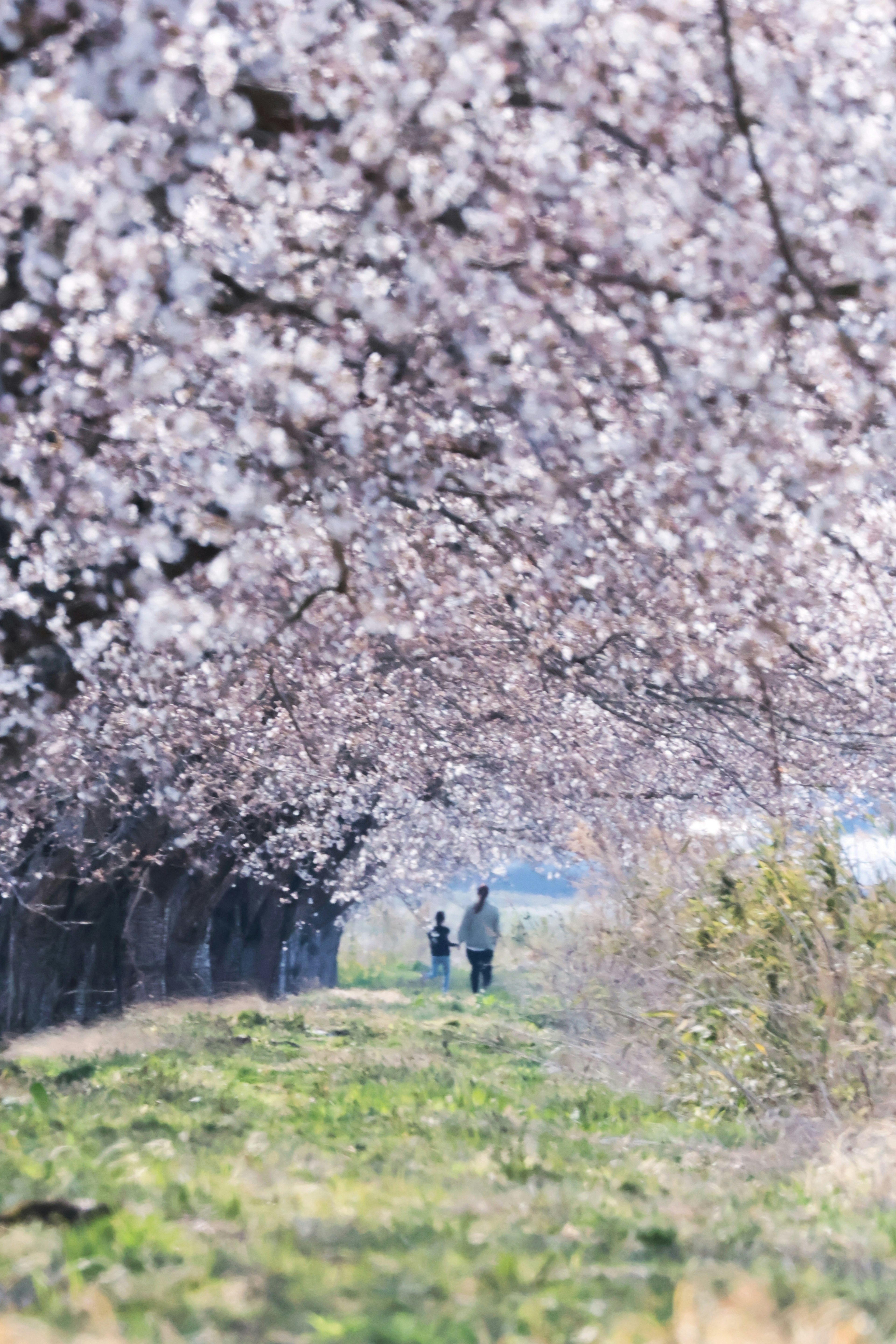 満開の桜の木の下を歩く人々の風景