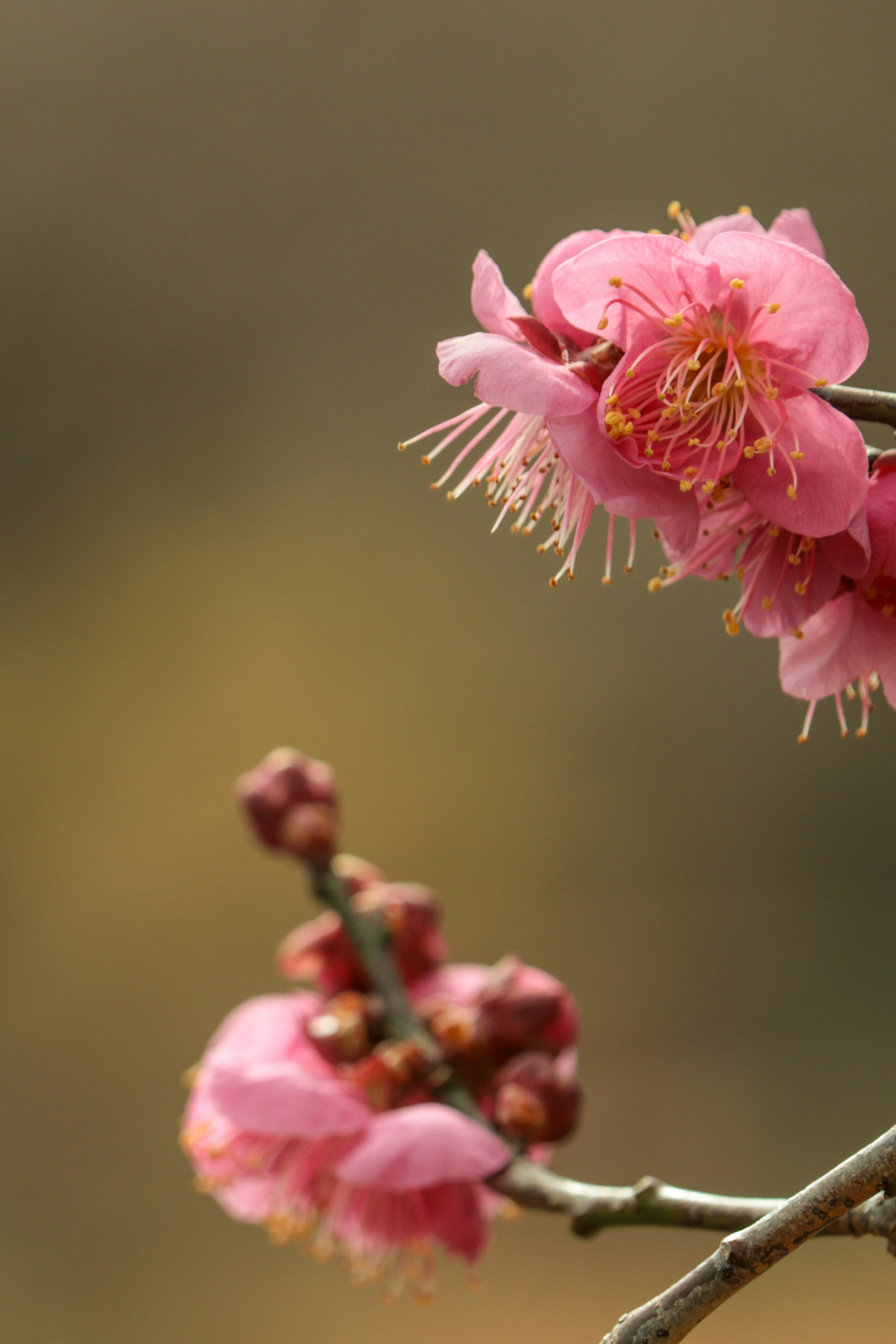 梅の花が咲いている枝のクローズアップ