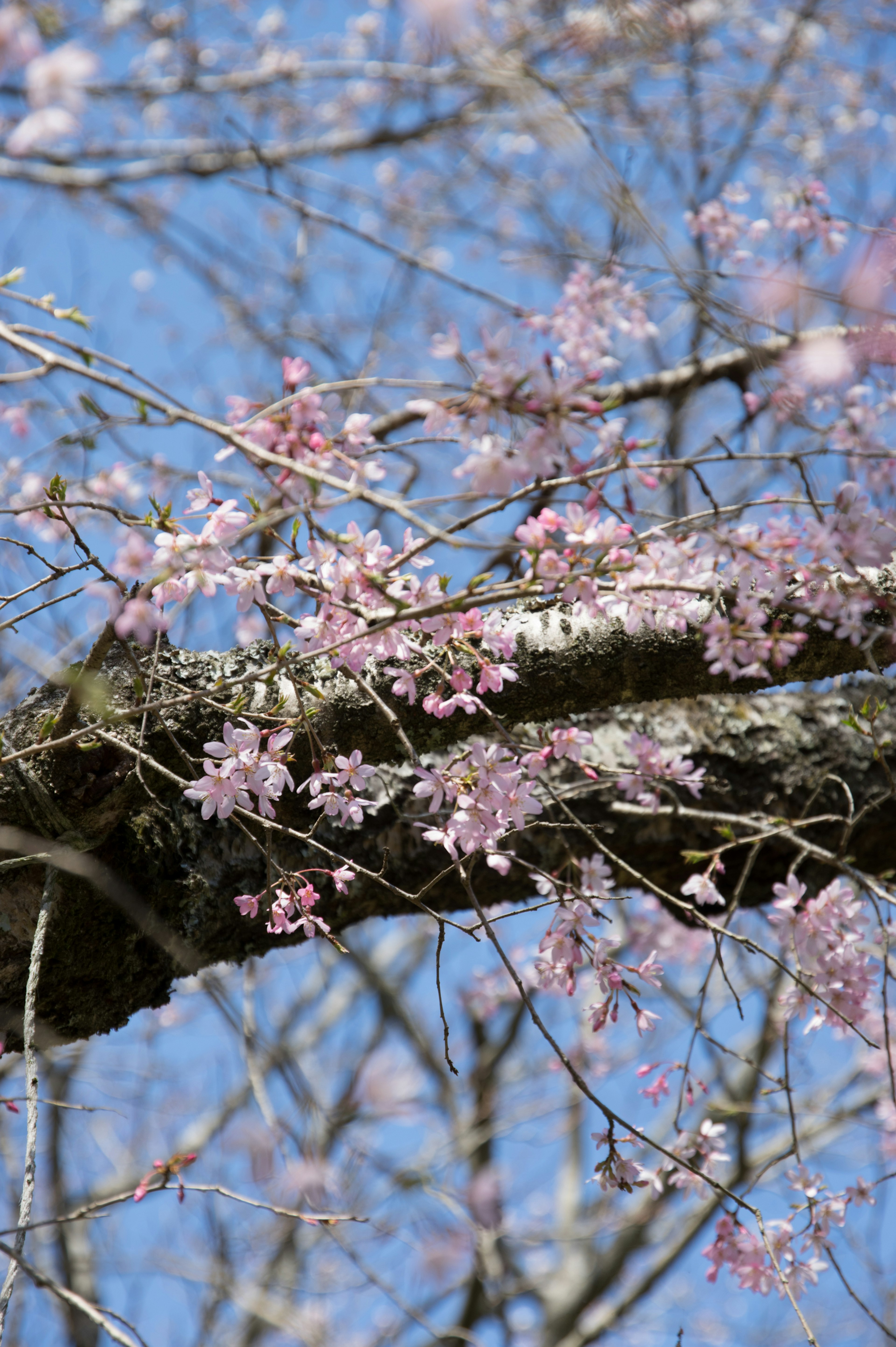 Kedekatan bunga sakura dan cabang dengan latar belakang langit biru