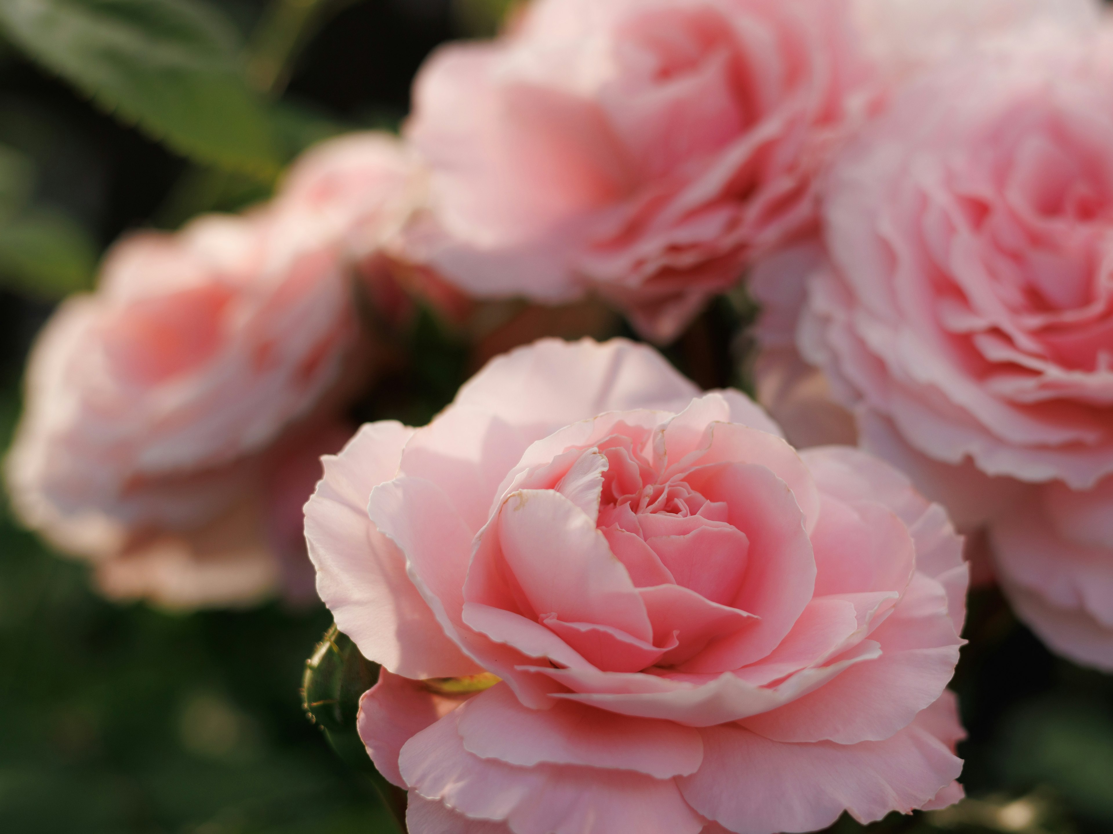 Roses roses pâles en pleine floraison