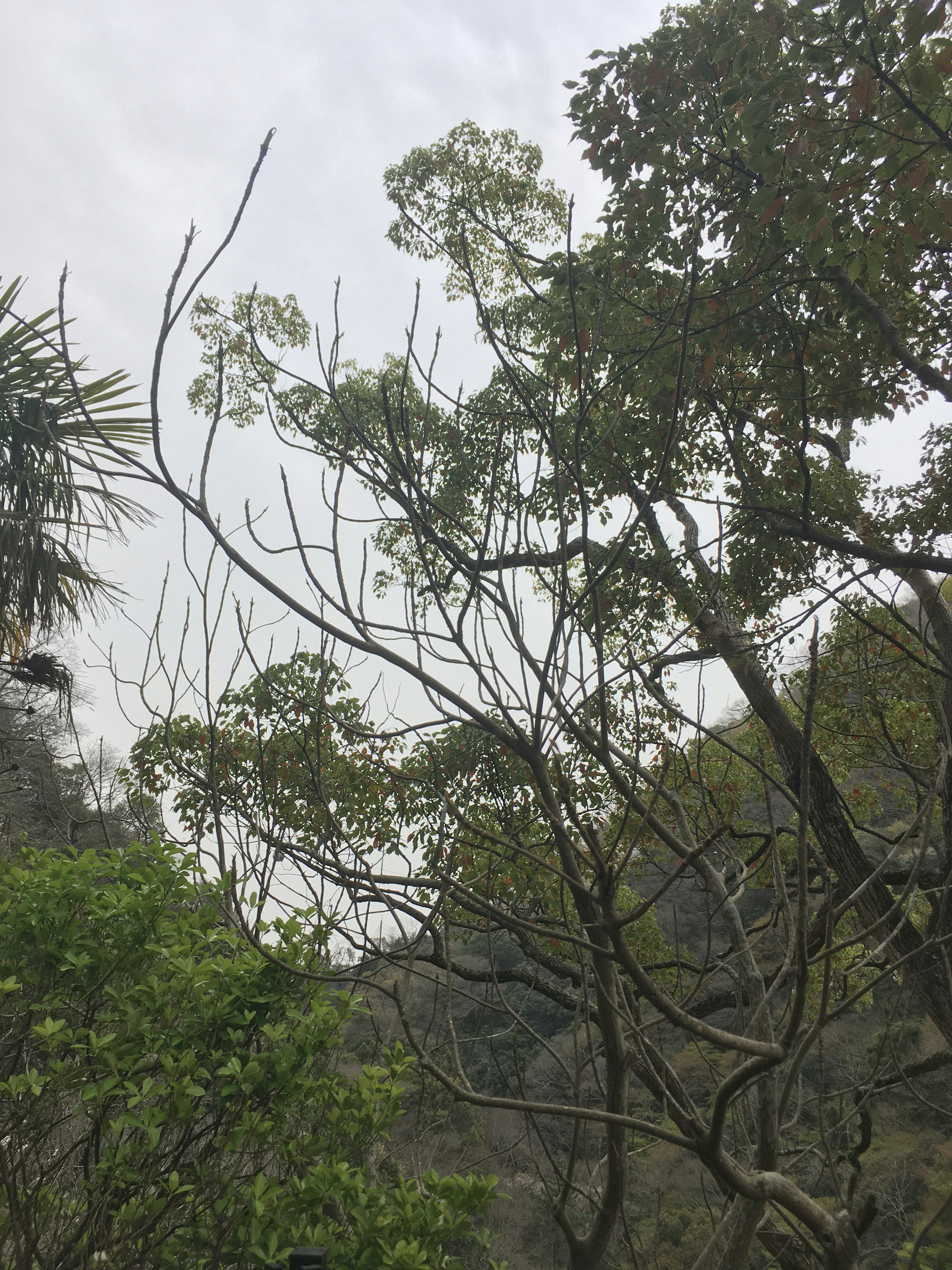 Pemandangan dengan pohon berdaun hijau dan cabang ramping