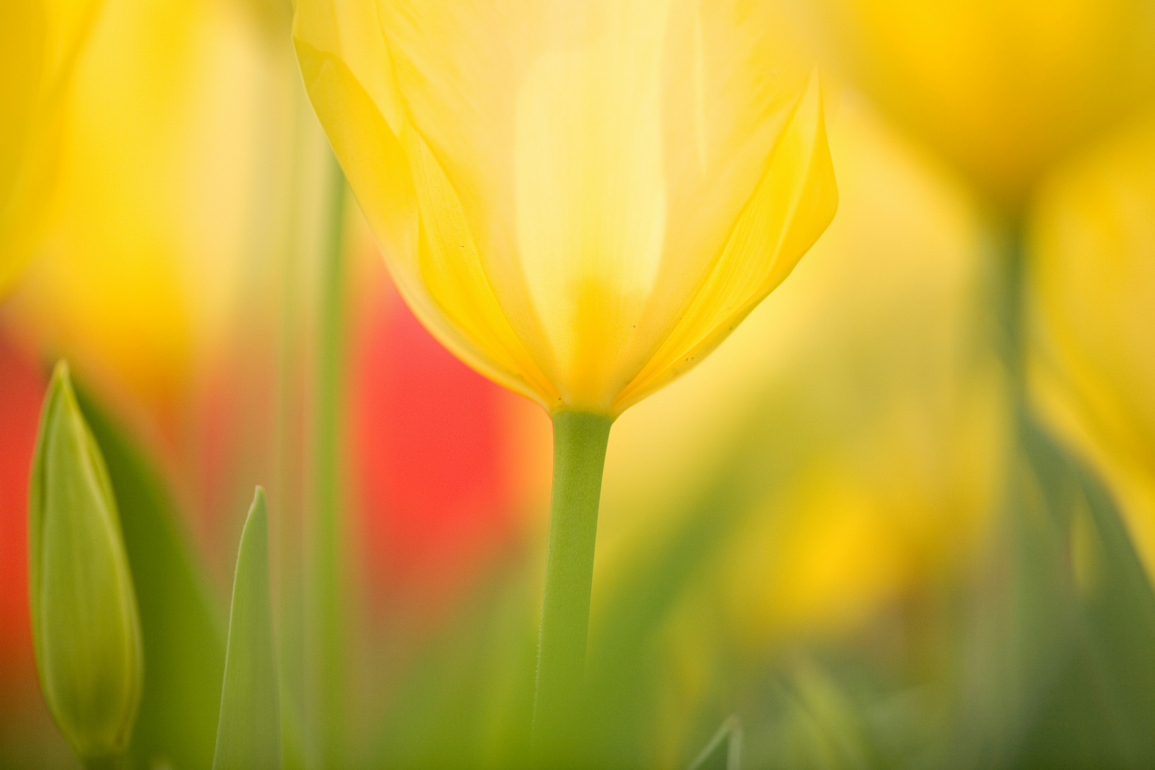 Nahaufnahme von gelben Tulpen mit verschwommenem Hintergrund von roten Tulpen