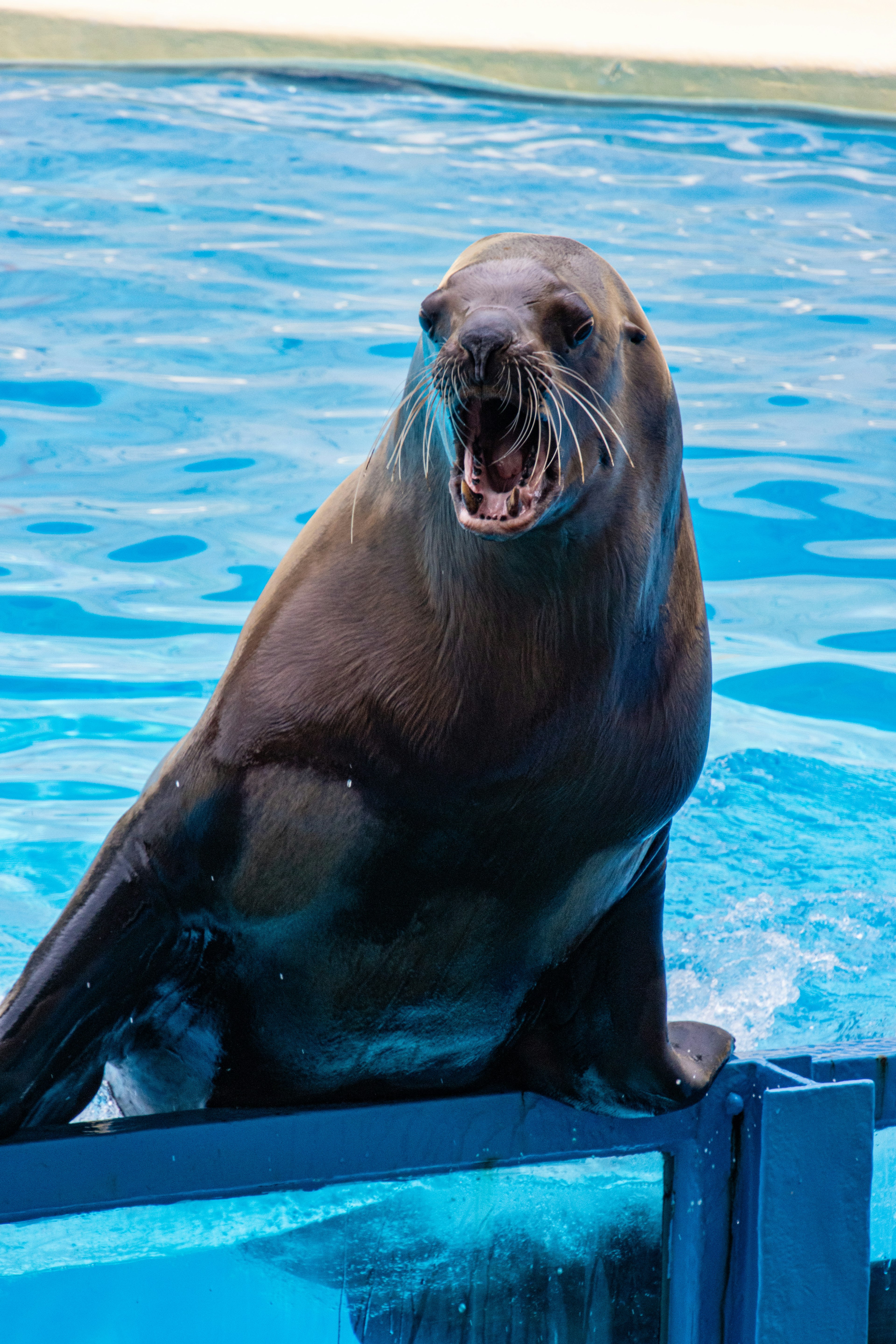 Ein Seelöwe springt fröhlich ins Wasser