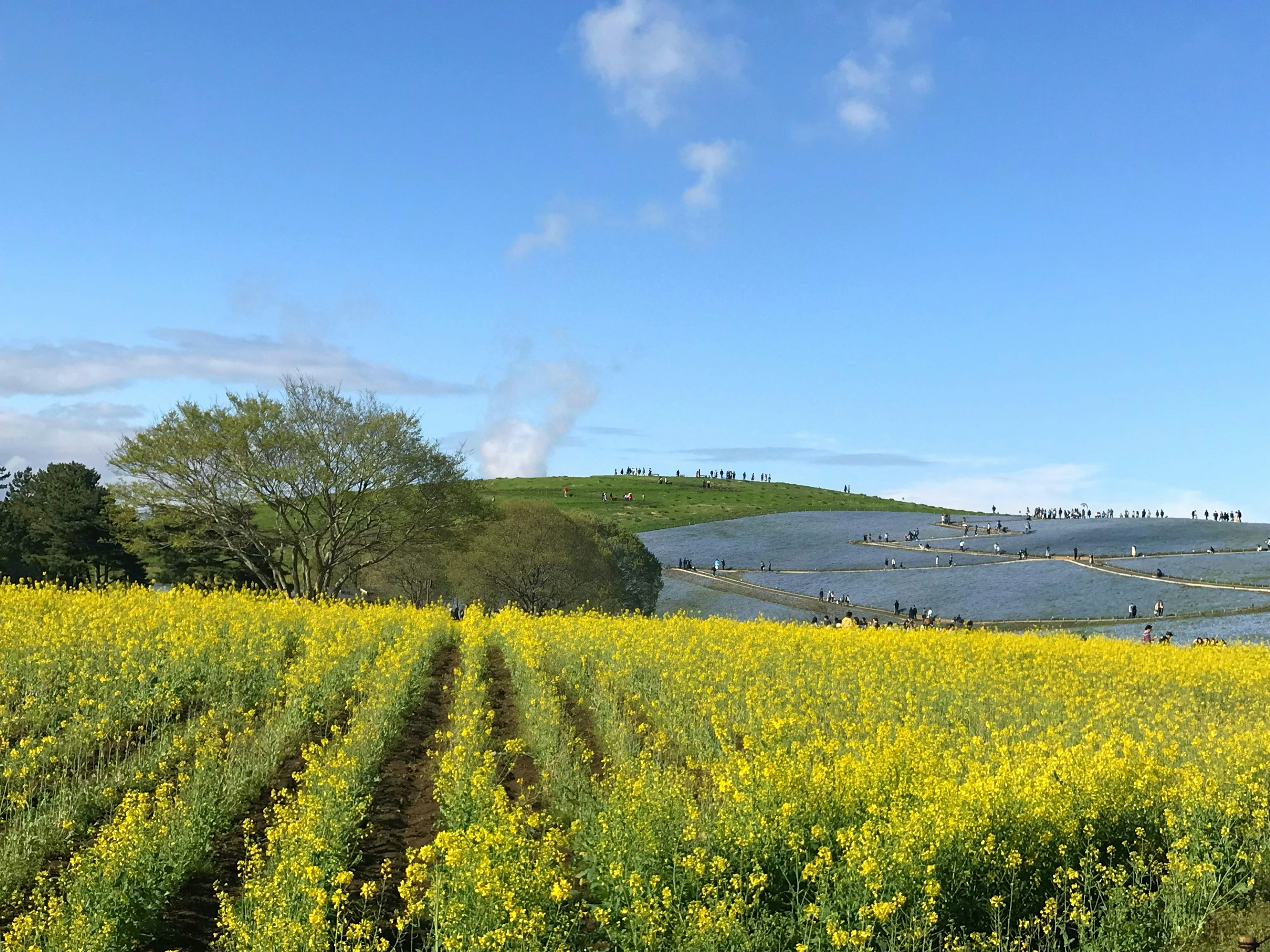 Ampio campo di fiori di colza gialli sotto un cielo blu