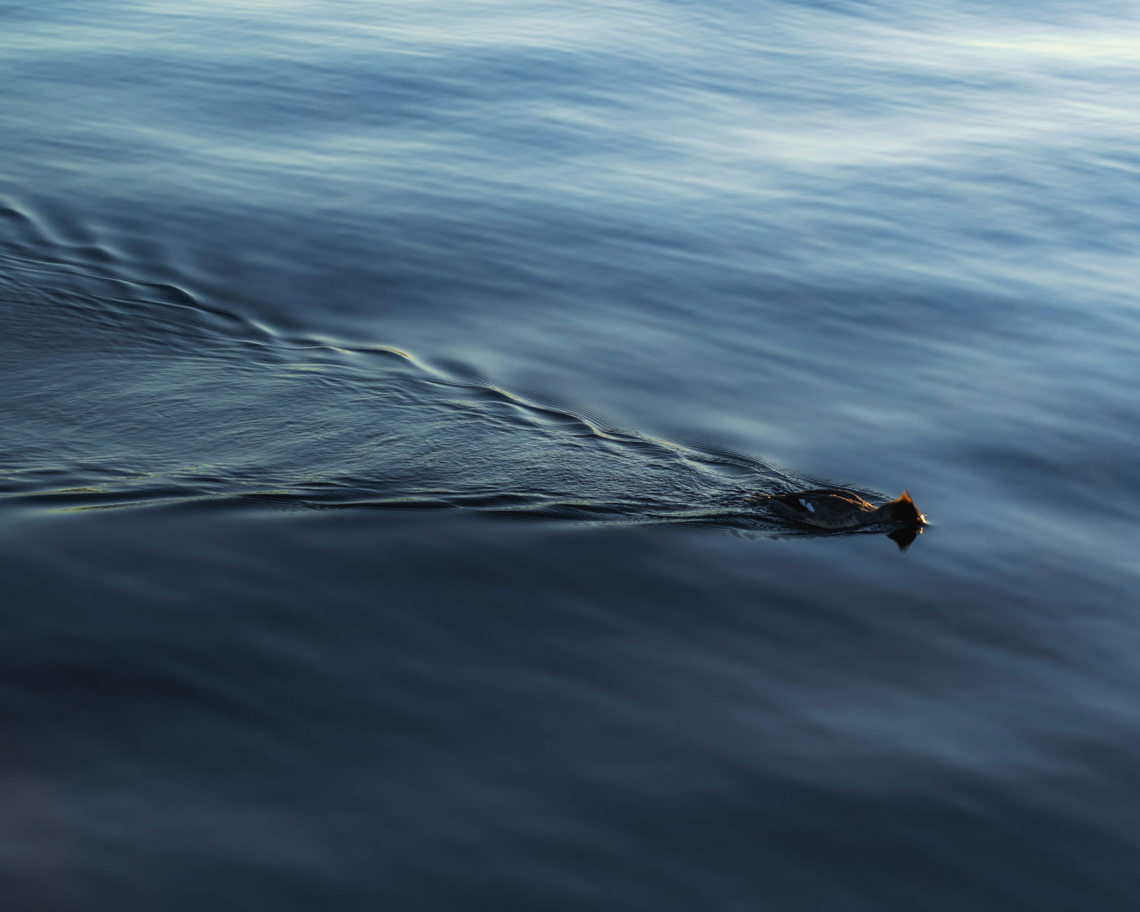 Image of a small animal silhouette swimming on the water surface