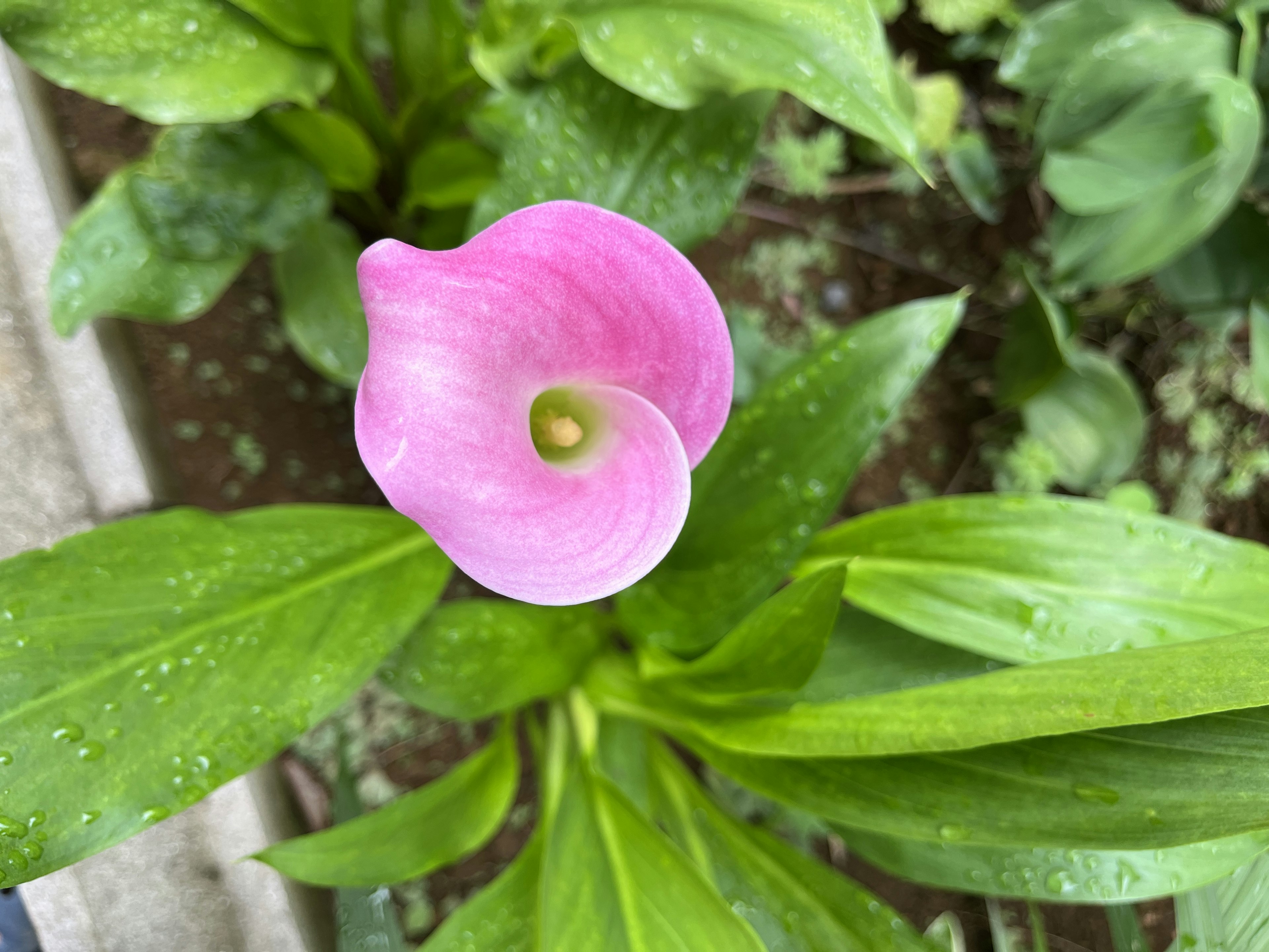 美しいピンクのカラーリリーの花が緑の葉の間から顔を出している