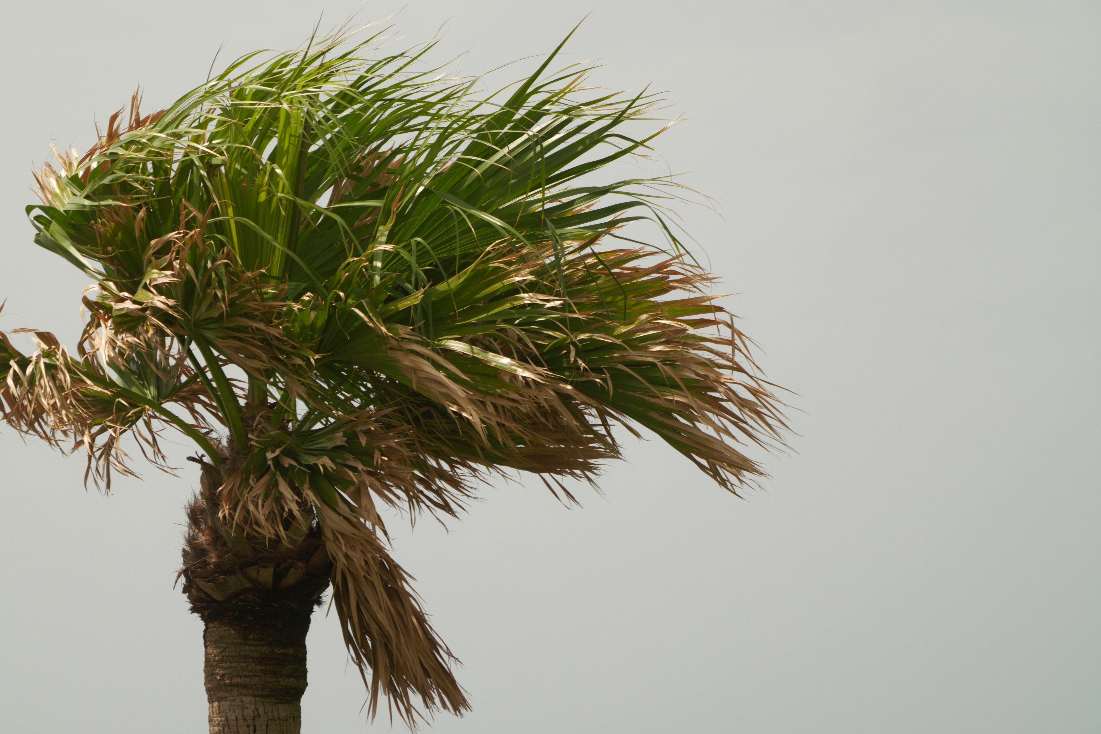 Acercamiento de una palmera meciéndose en viento fuerte