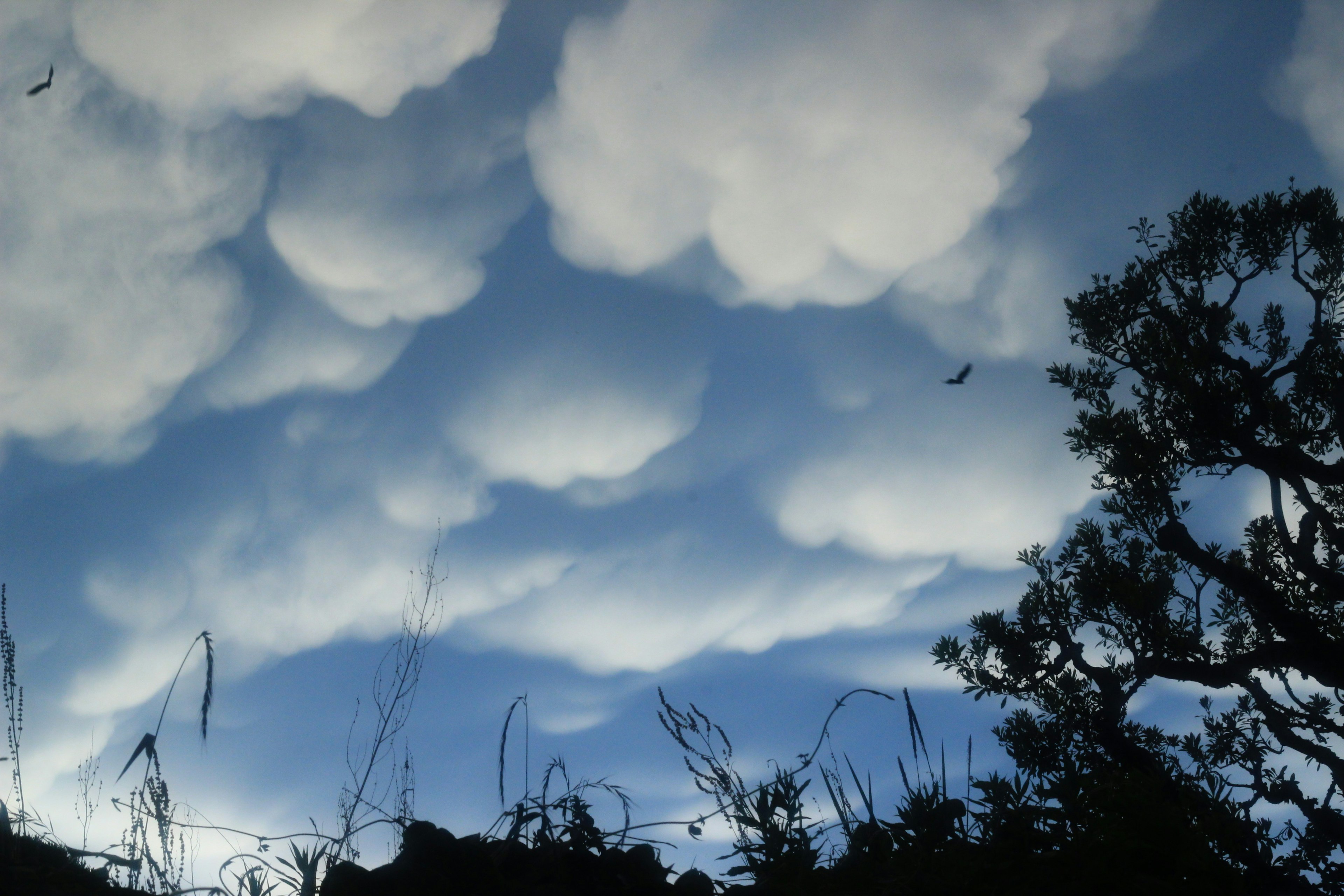 Awan berbulu di langit biru dengan pohon siluet