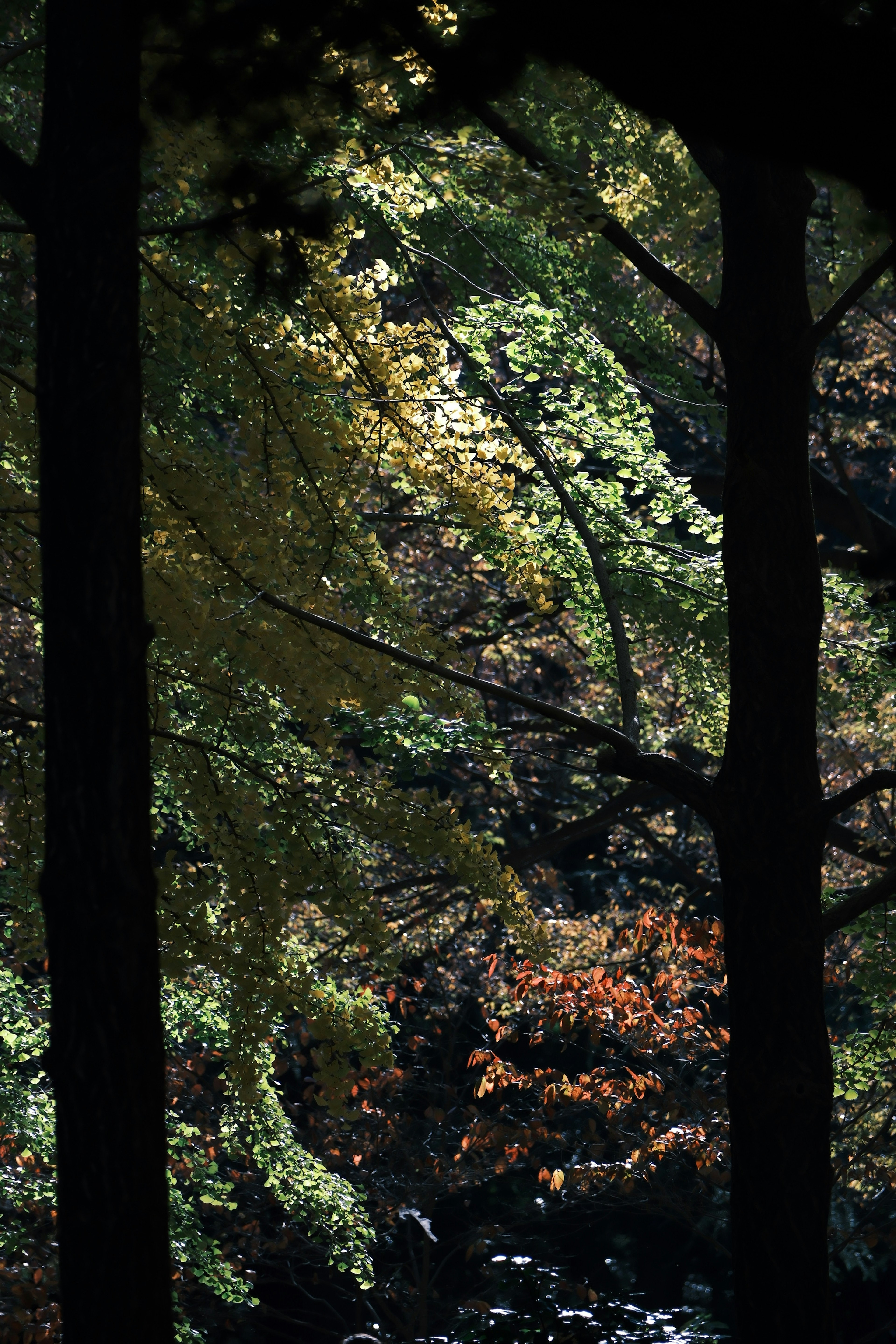 Paesaggio naturale con foglie verdi e arancioni visibili tra gli alberi