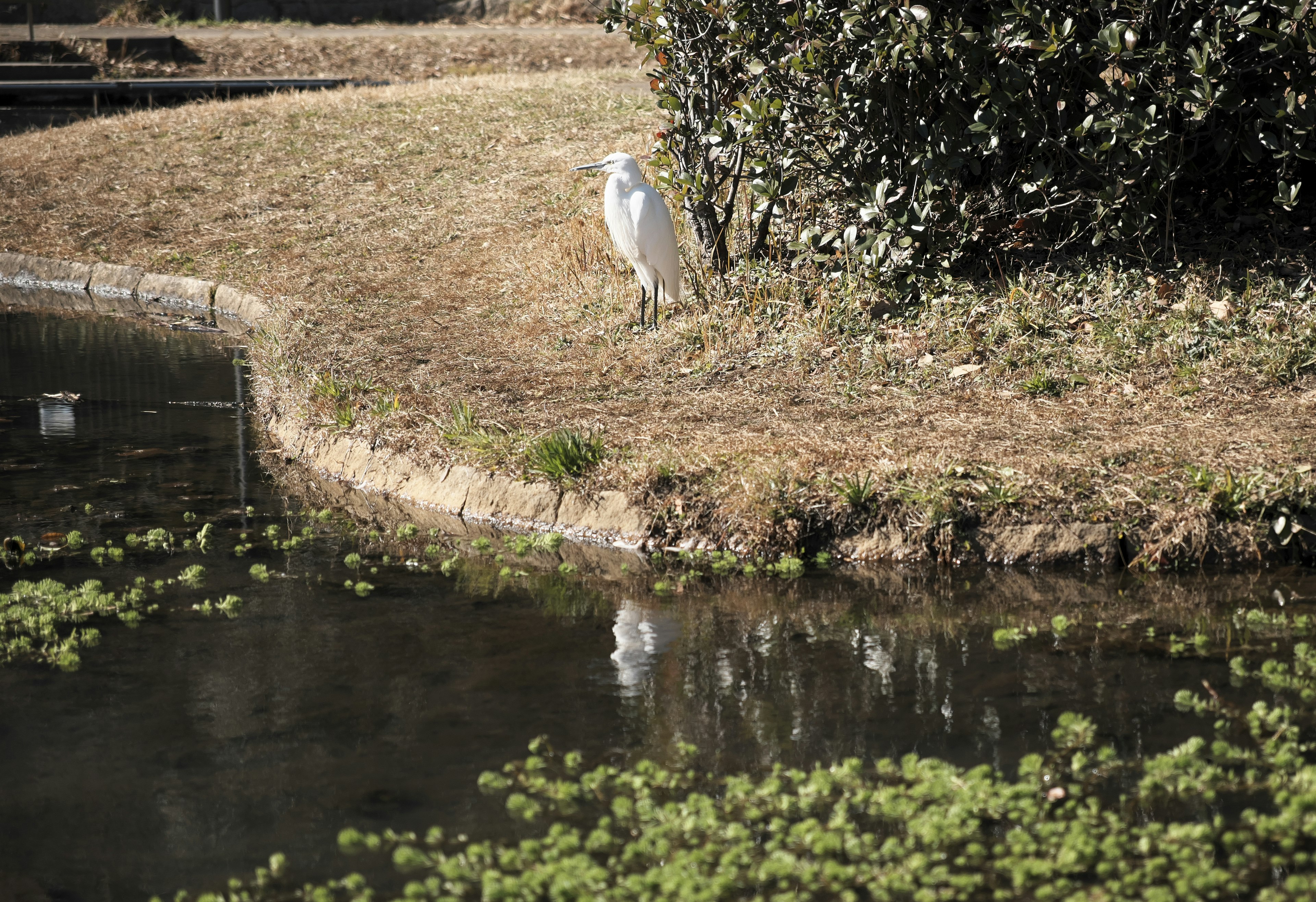 Un ave blanca de pie junto a un estanque con reflejos