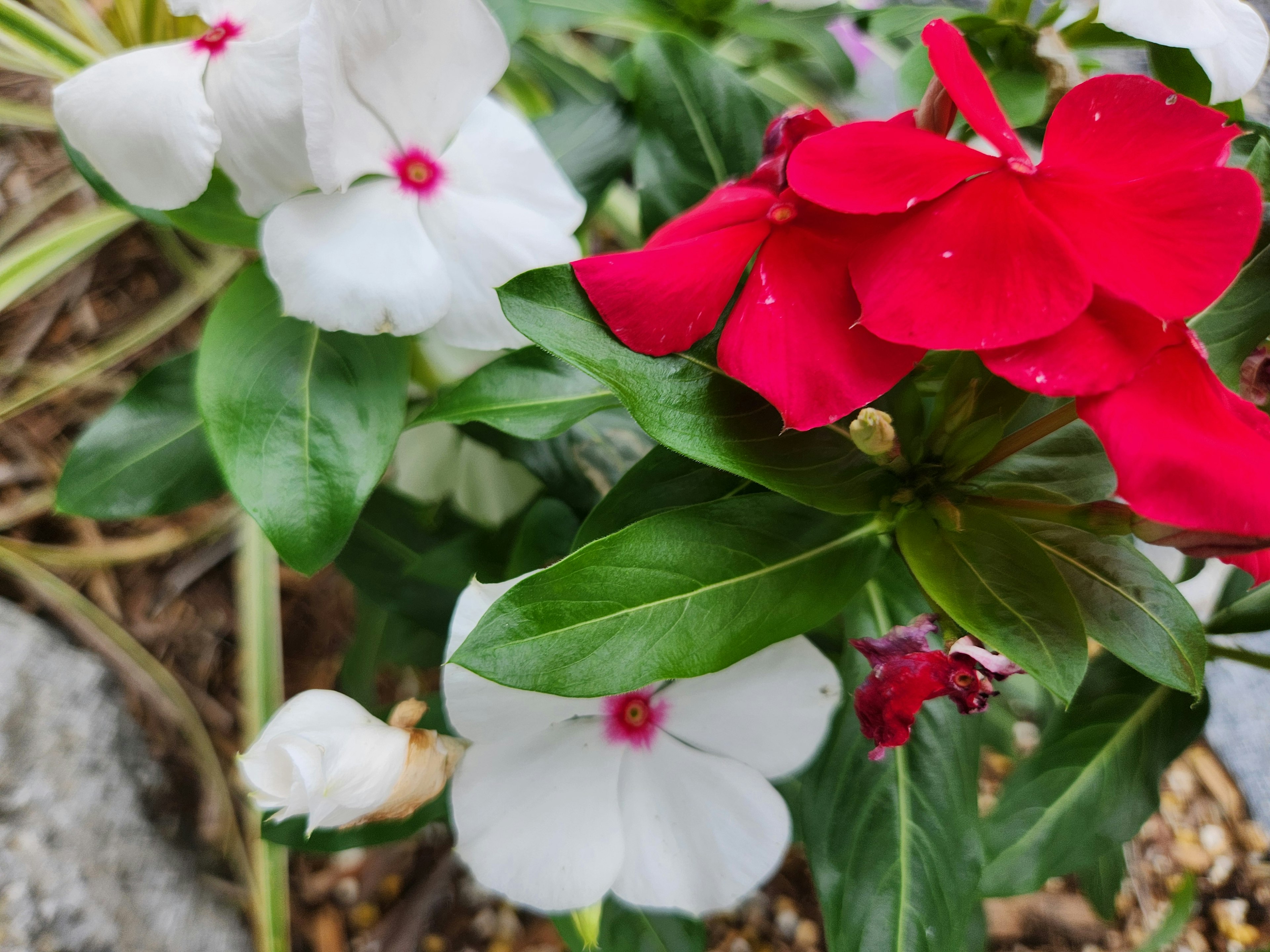 Belle scène de fleurs rouges et blanches fleurissant parmi les feuilles vertes