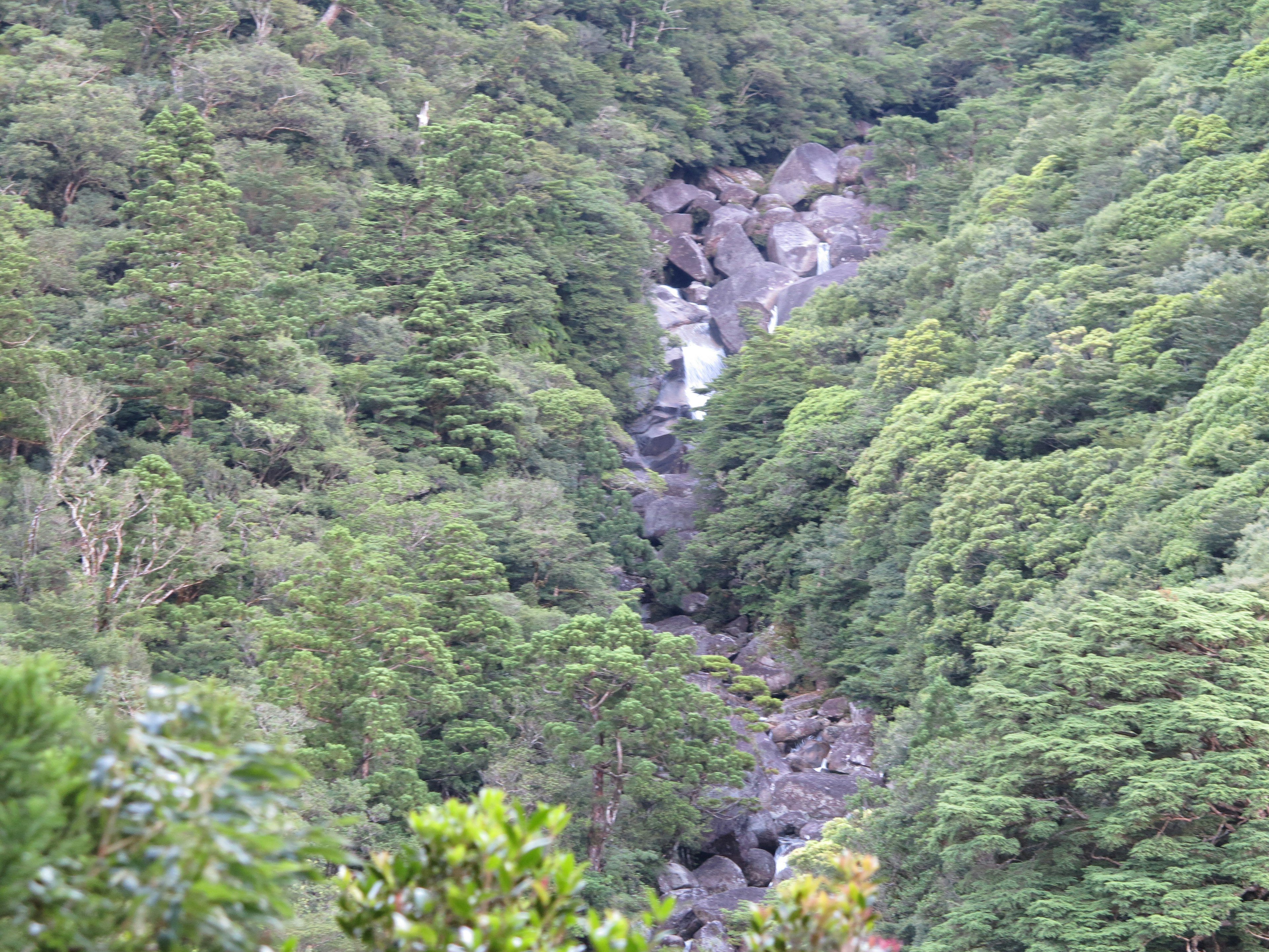 緑豊かな森林に囲まれた小さな滝の風景