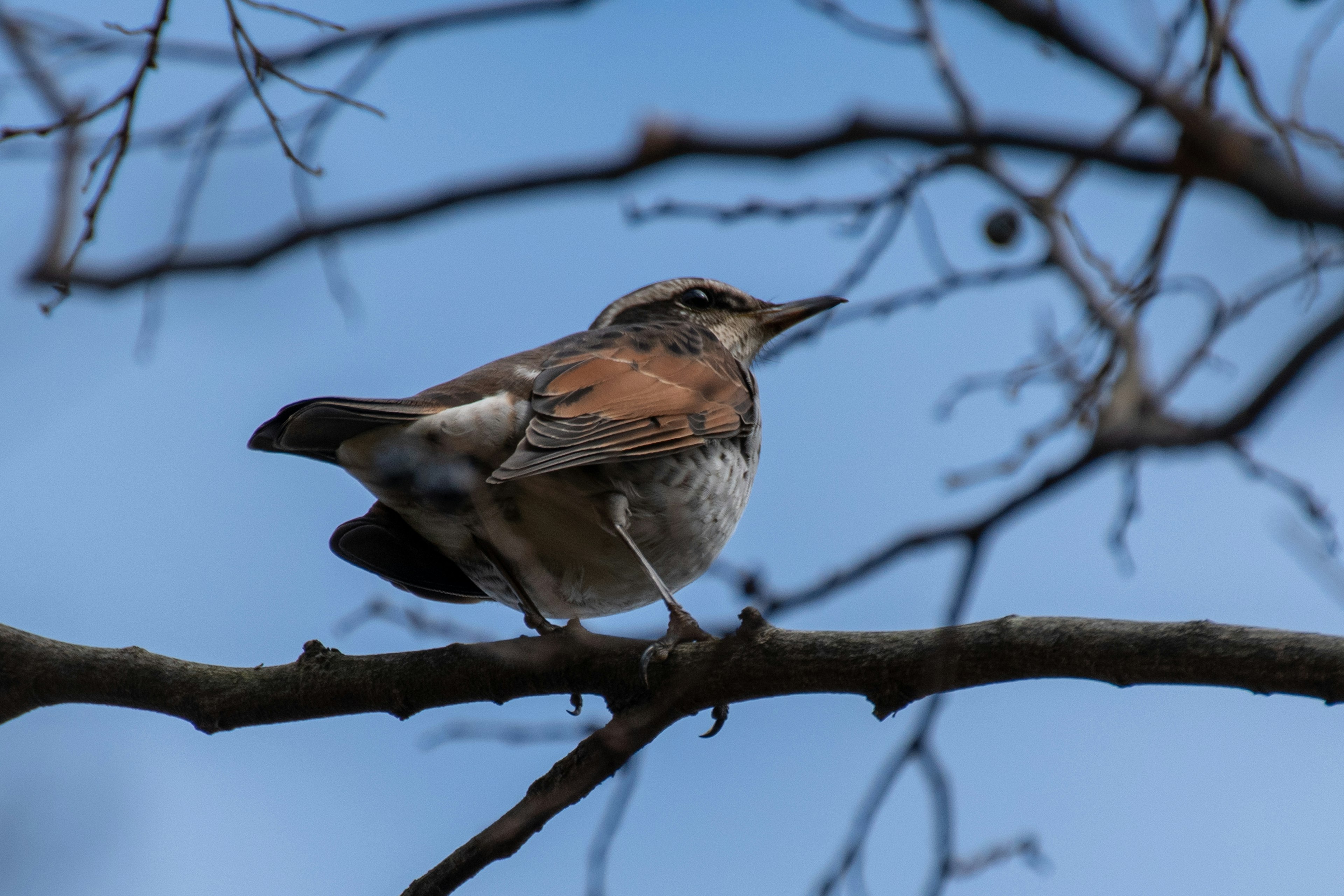 木の枝に留まる鳥の横顔青い空を背景に