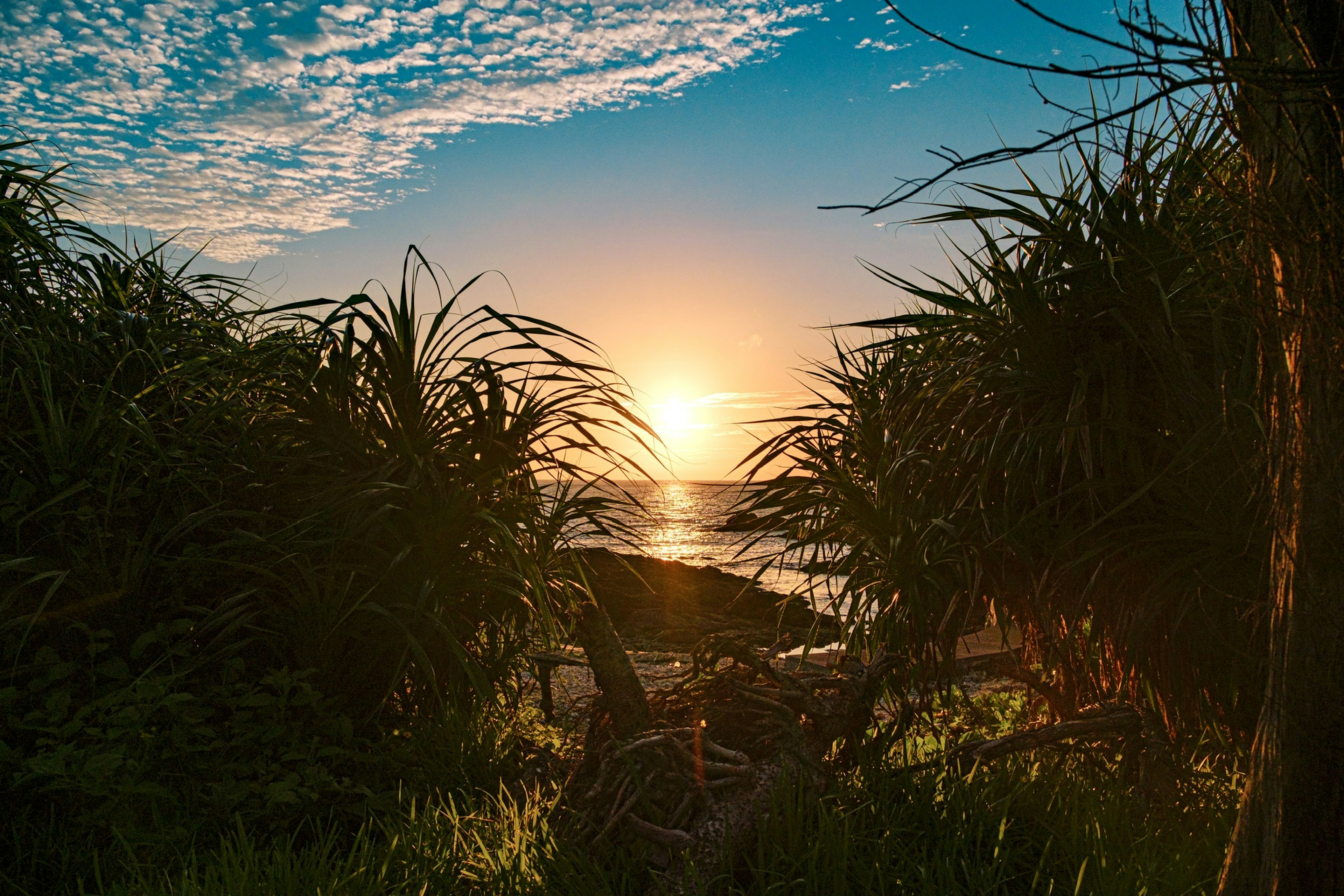 海に沈む美しい夕日と草木のシルエット