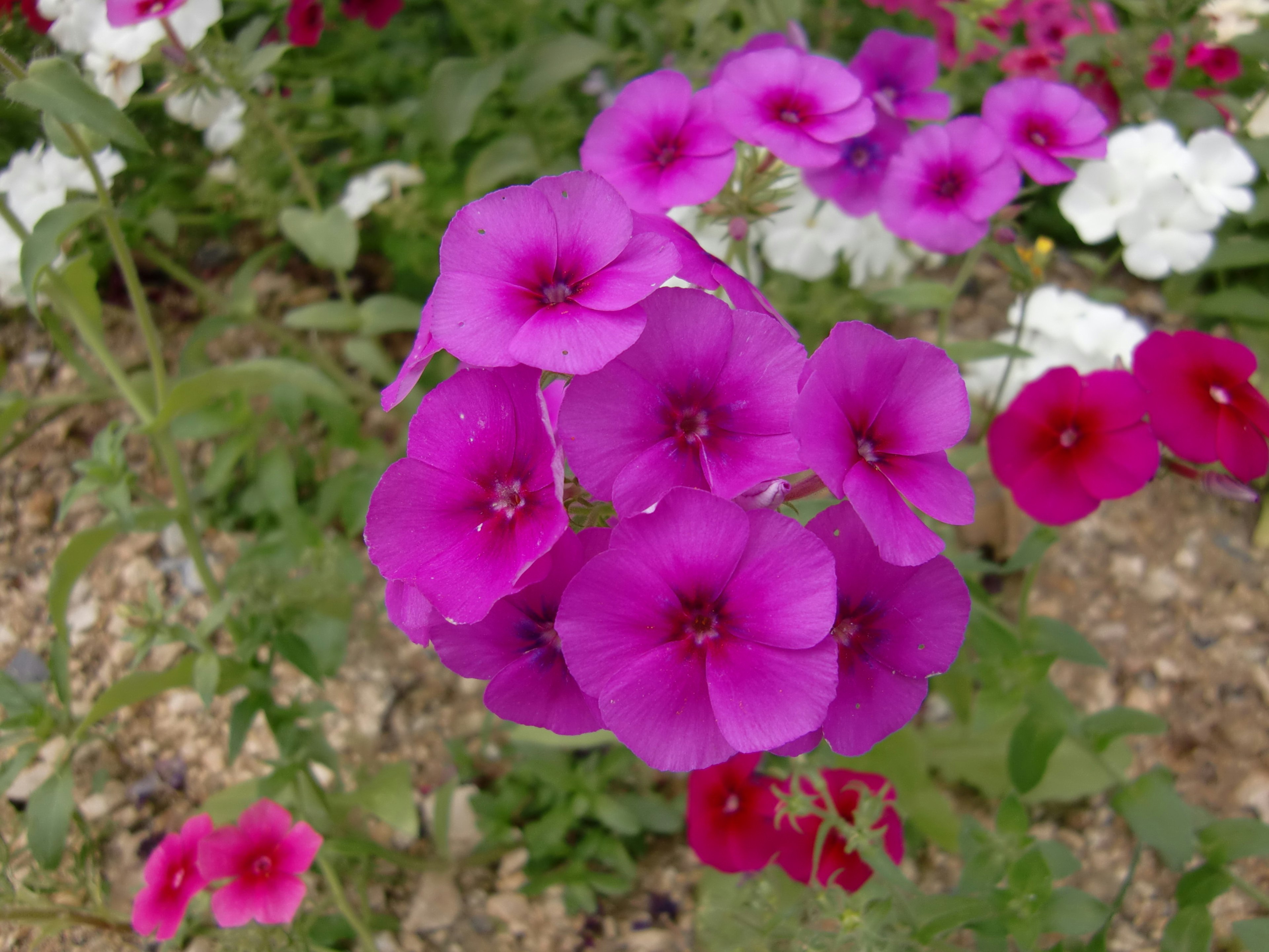 Un gruppo vibrante di fiori viola in un giardino