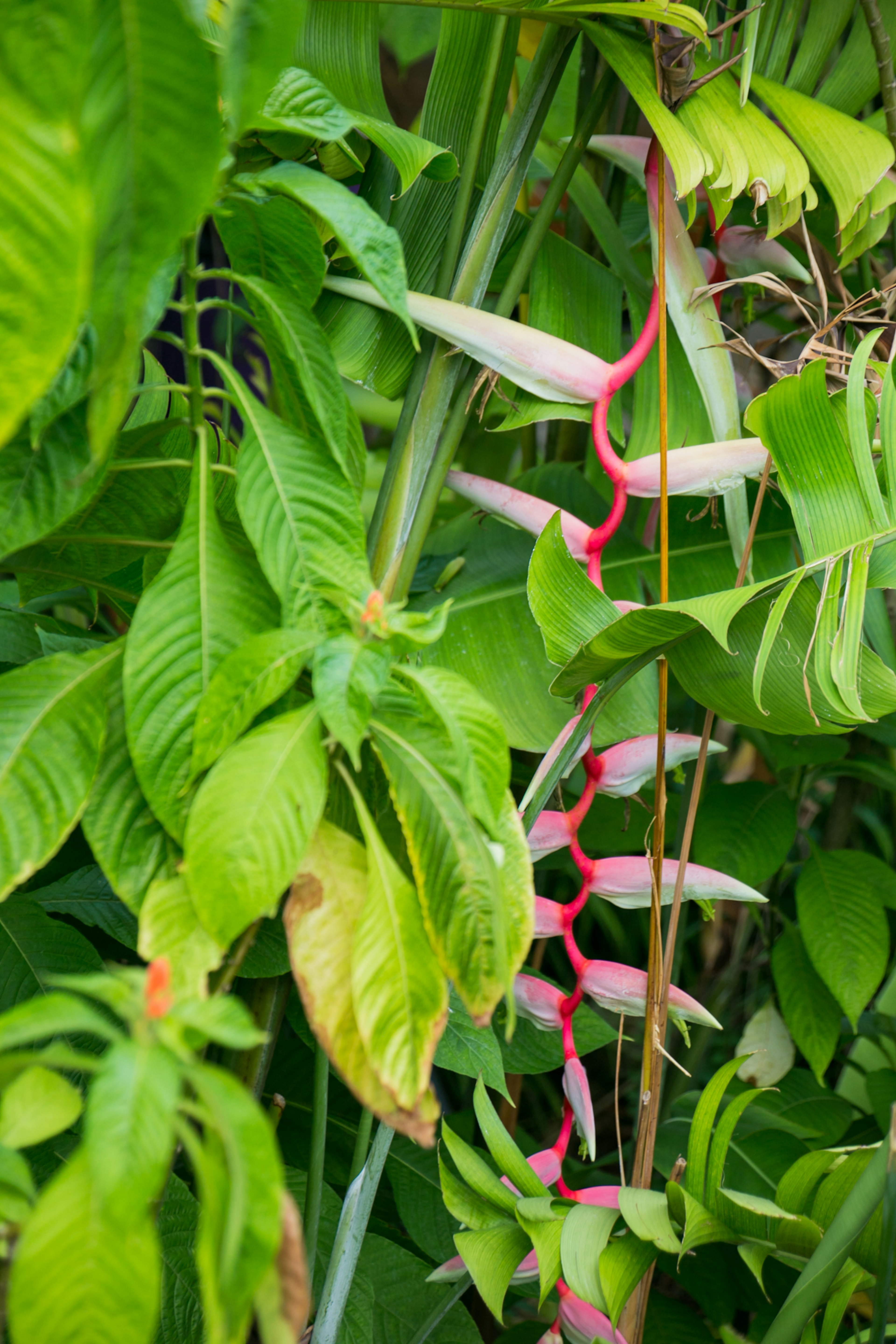 Primo piano di una pianta con fiori rosa circondata da foglie verdi