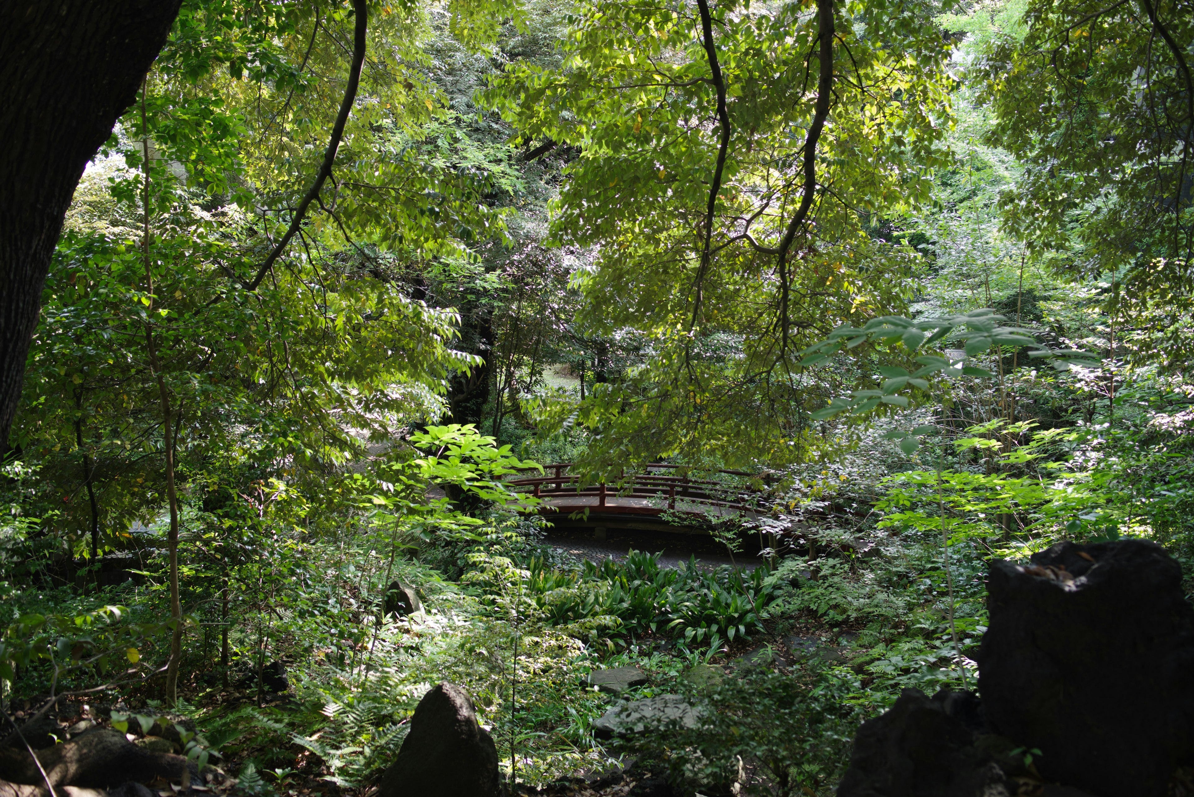 Lush forest landscape with trees and rocks visible