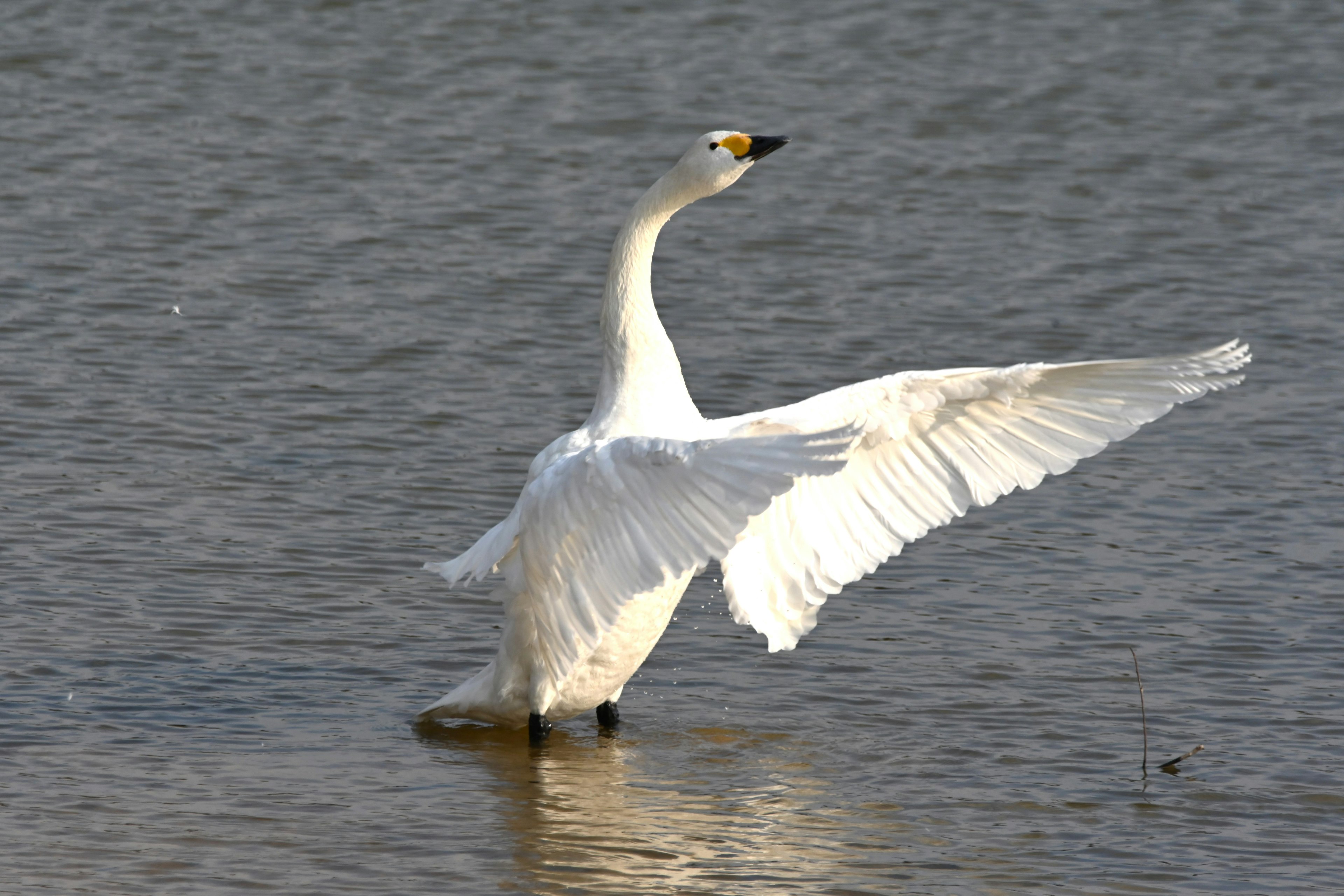 Un cigno bianco che apre le ali vicino all'acqua