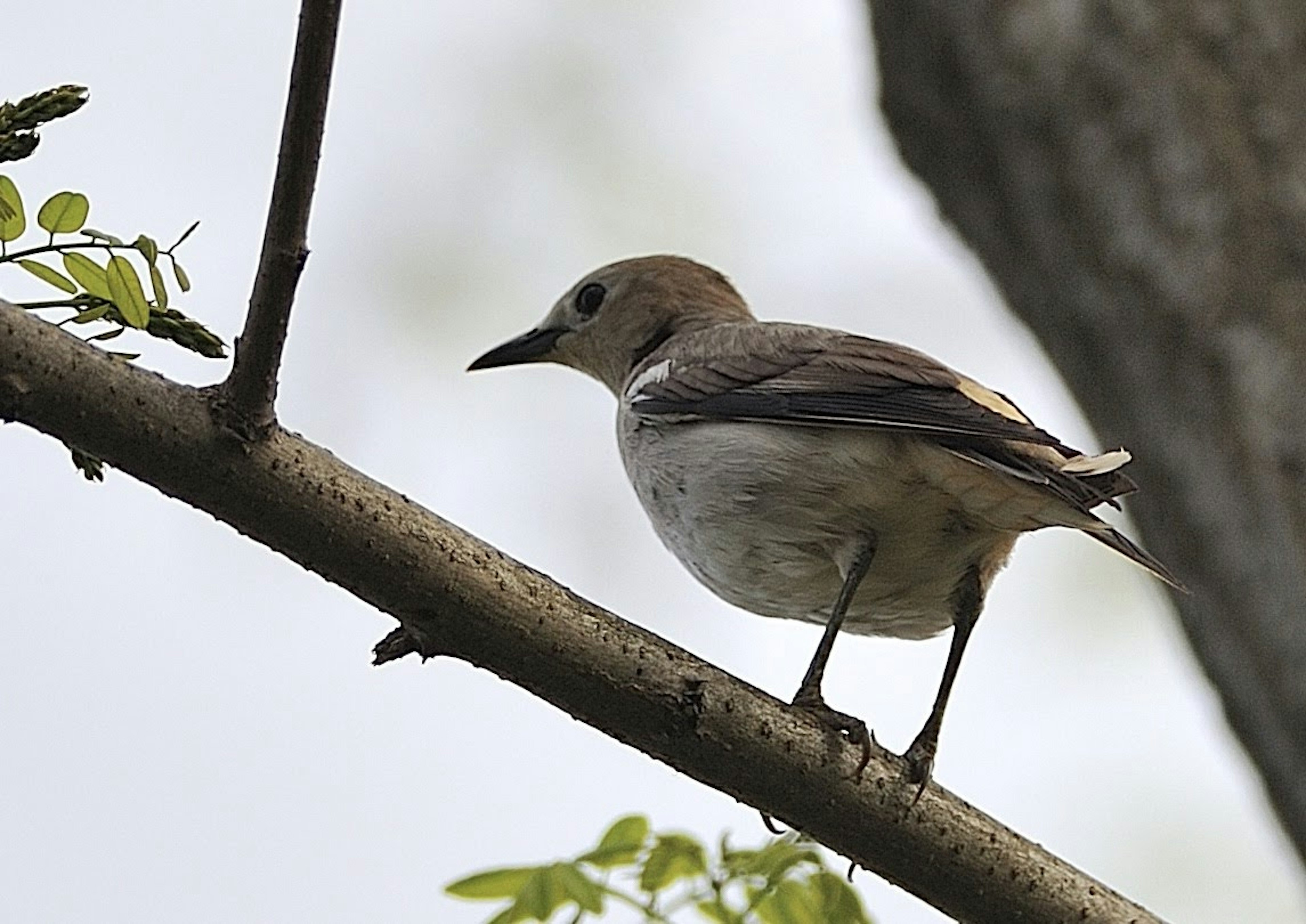 Small bird perched on a tree branch