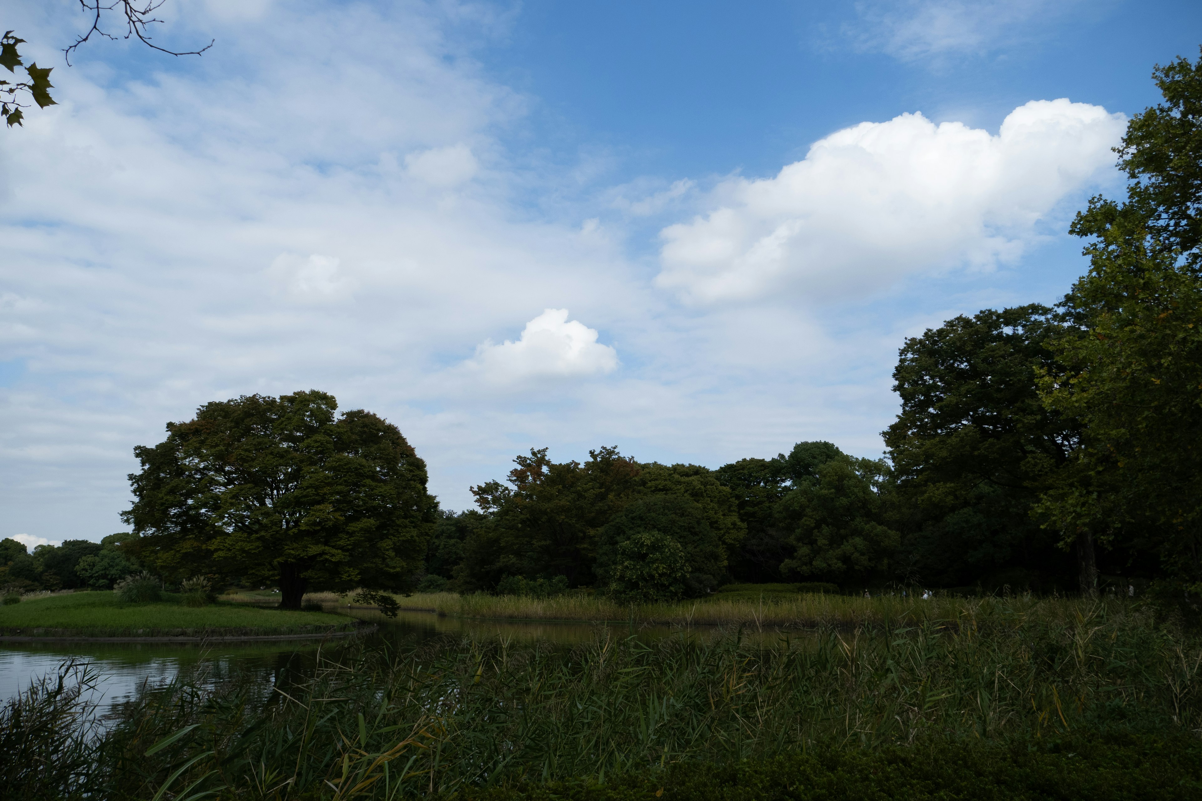 青空と雲の下の緑豊かな公園風景、湖の近くに立つ木々