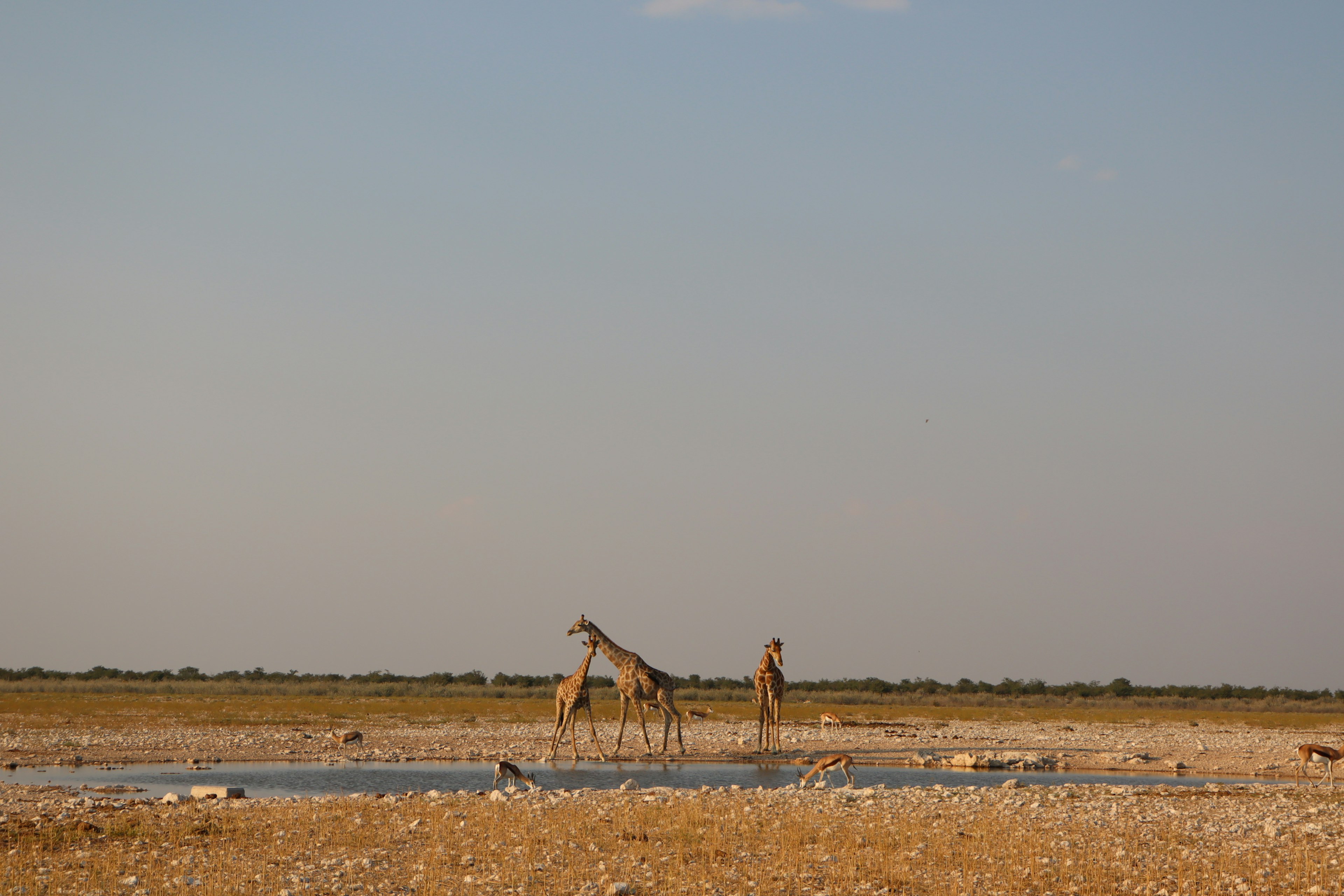 Two giraffes in a dry plain with a distant water source