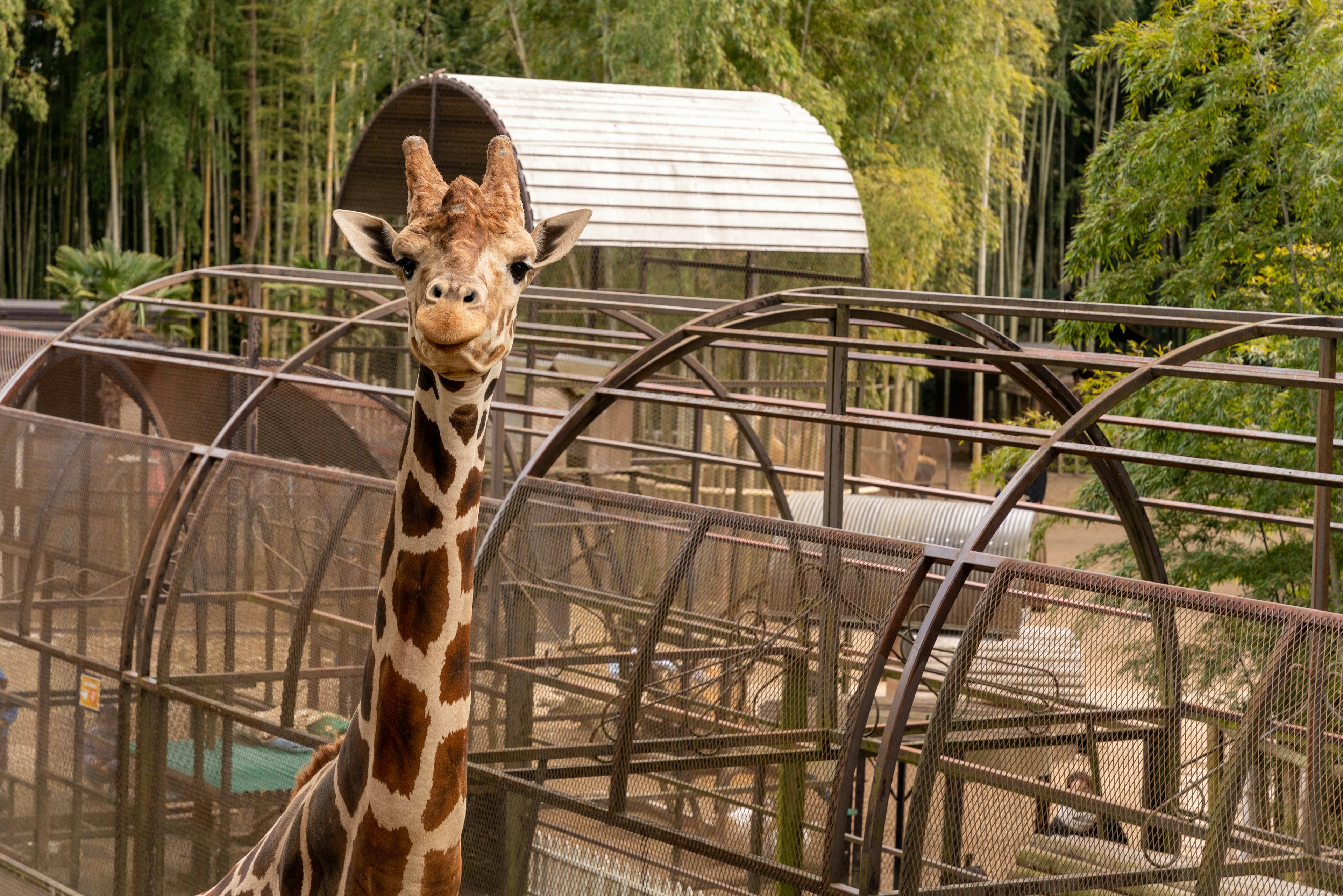 A smiling giraffe in a zoo with metal enclosures in the background