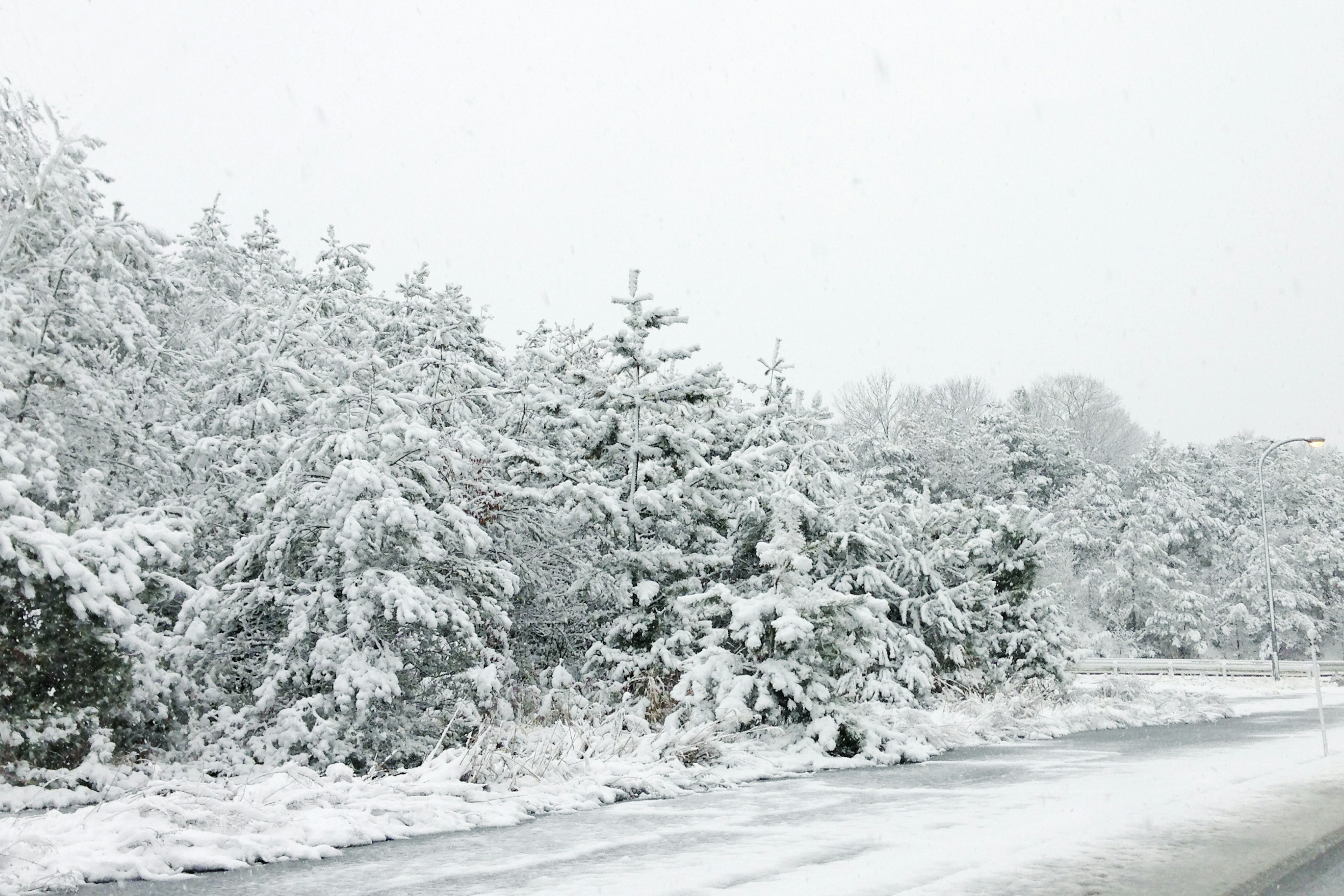 Schneebedeckte Bäume und Straßenlandschaft