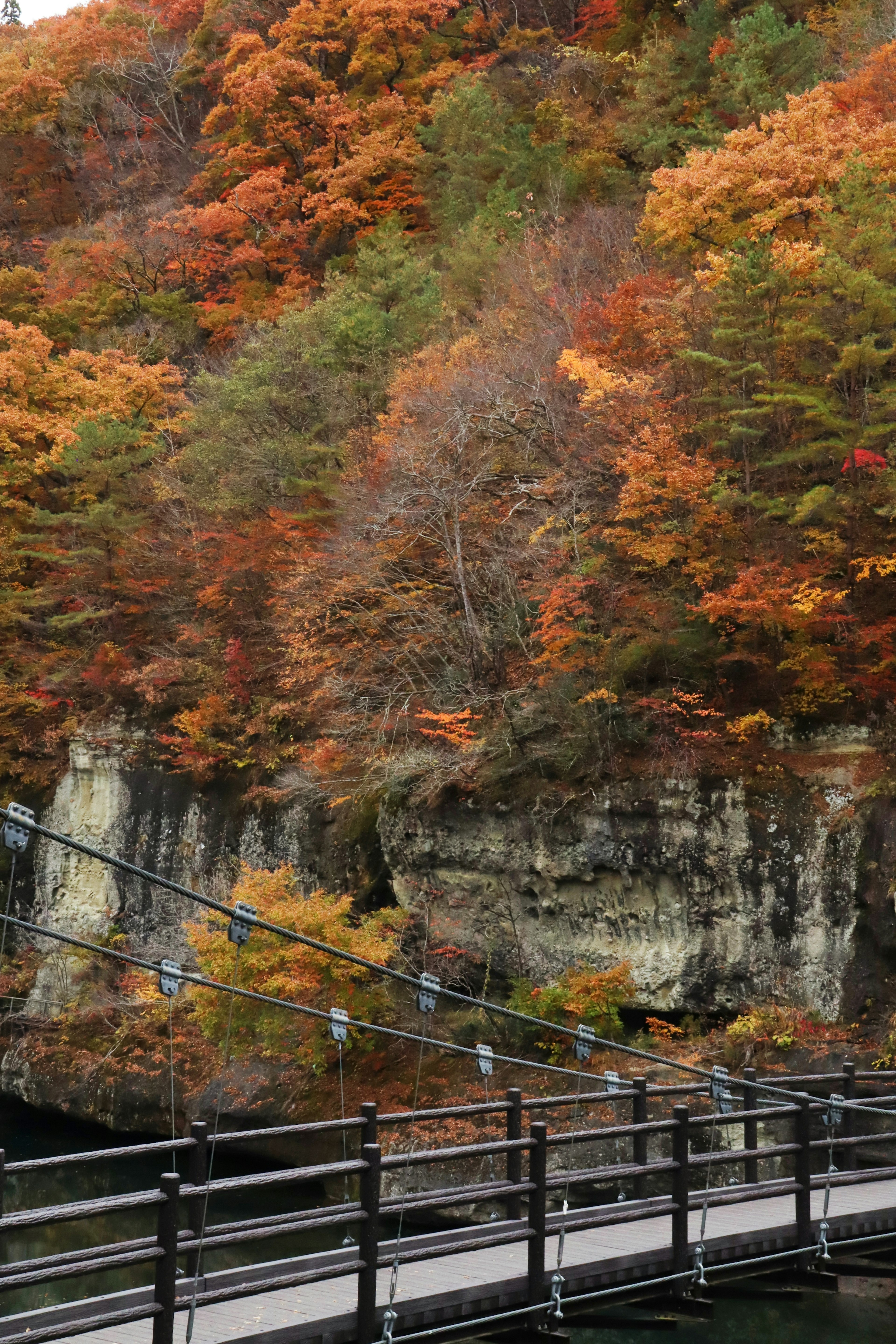 Vista panoramica di fogliame autunnale con un ponte sospeso