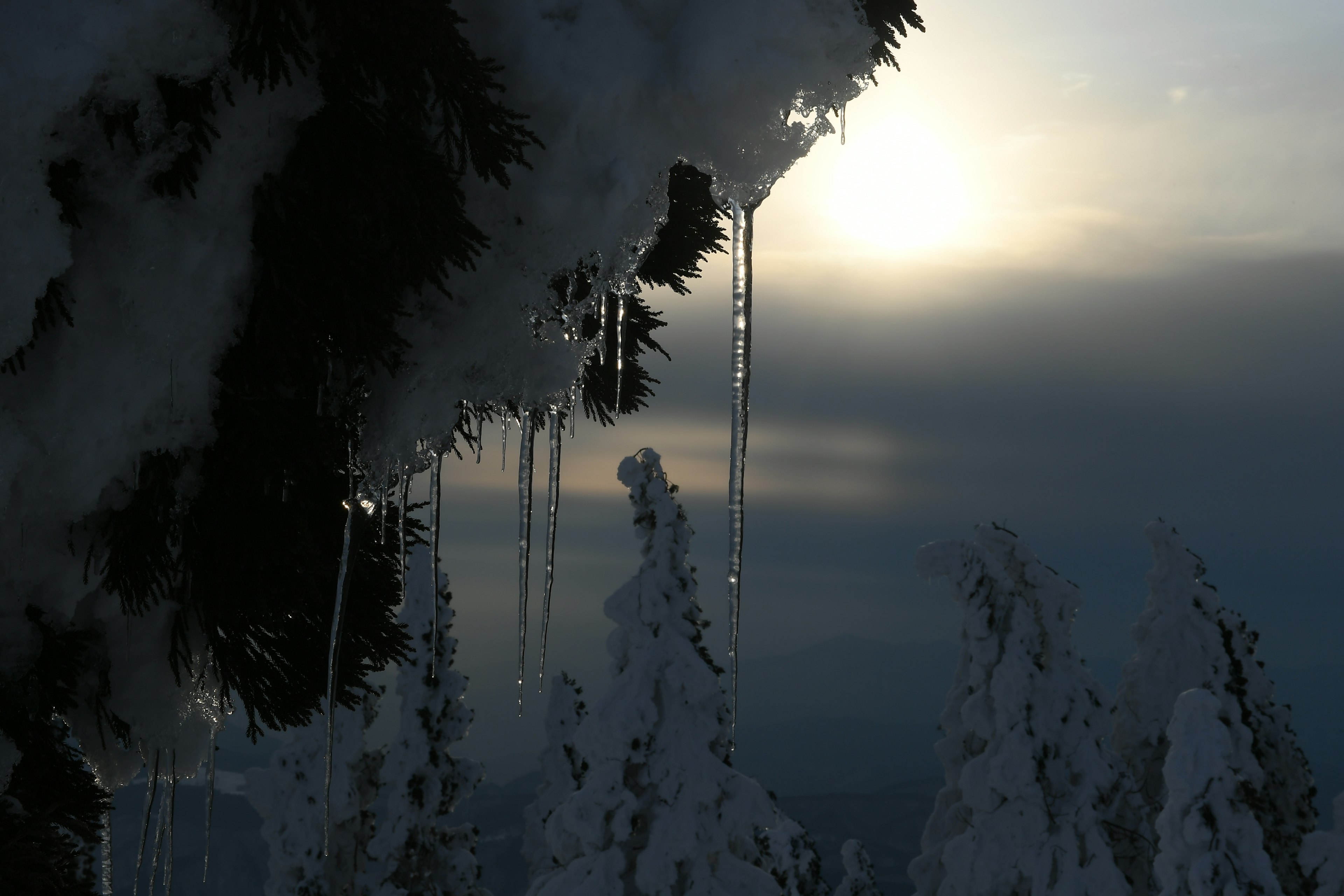 冬季風景，雪覆蓋的樹木和冰柱