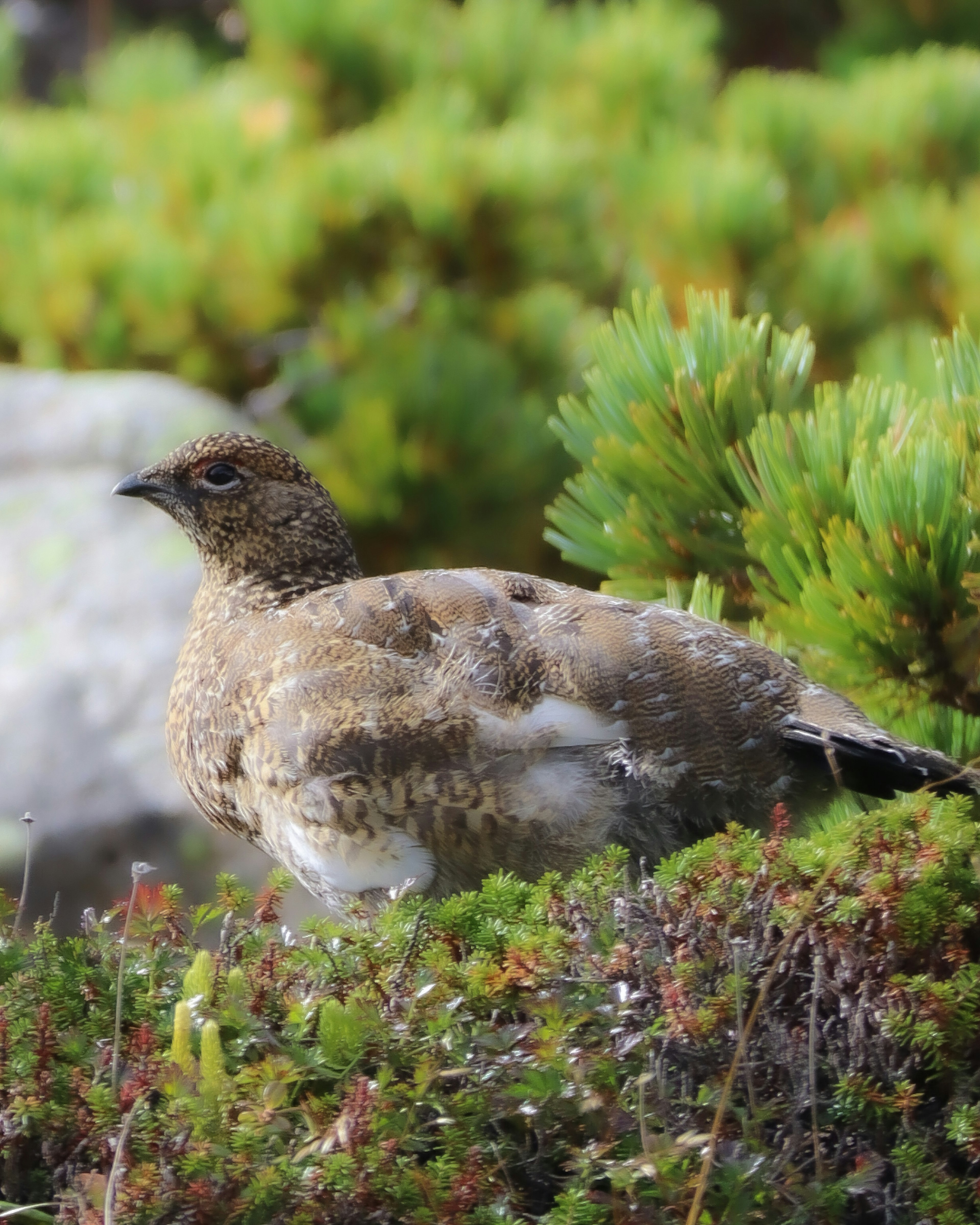 Ein Vogel, der sich zwischen grünen Pflanzen in einer natürlichen Umgebung tarnt