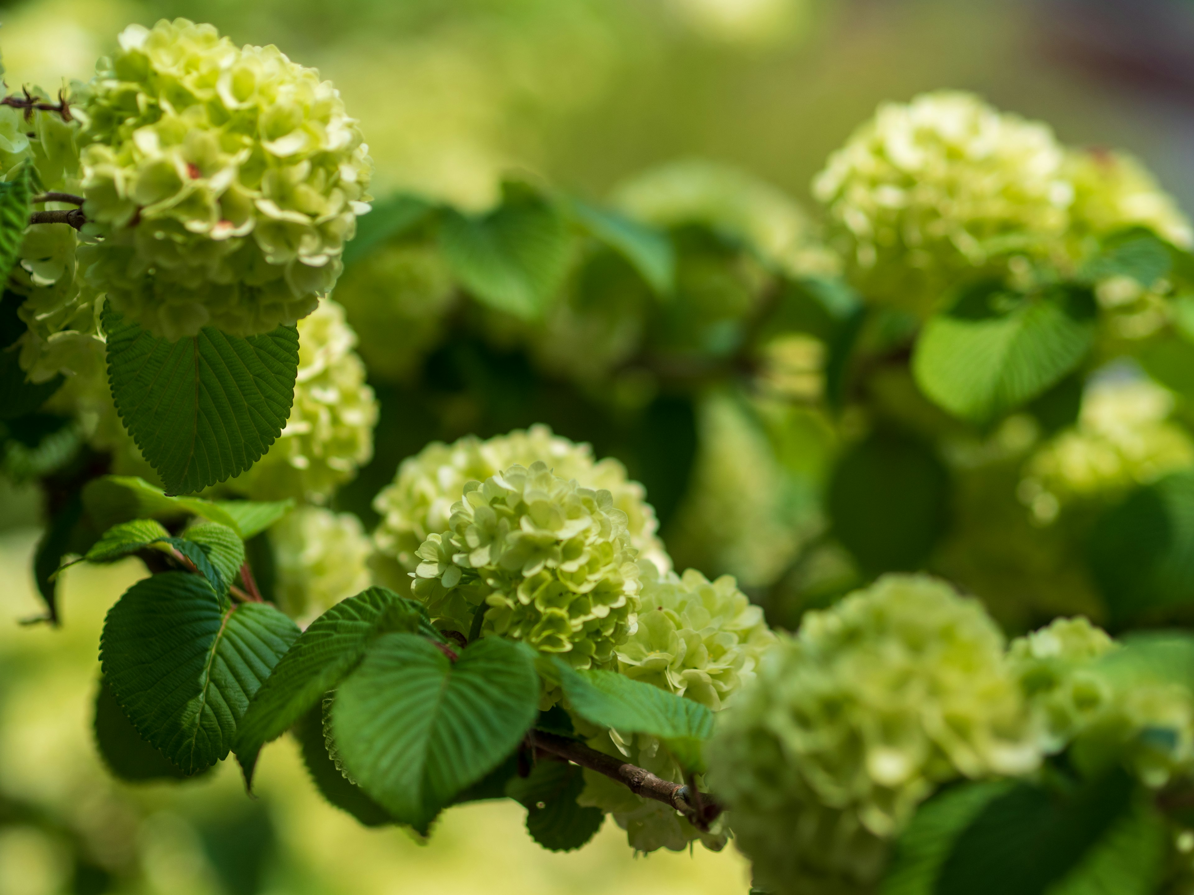 Primo piano di un ramo con fiori e foglie verdi