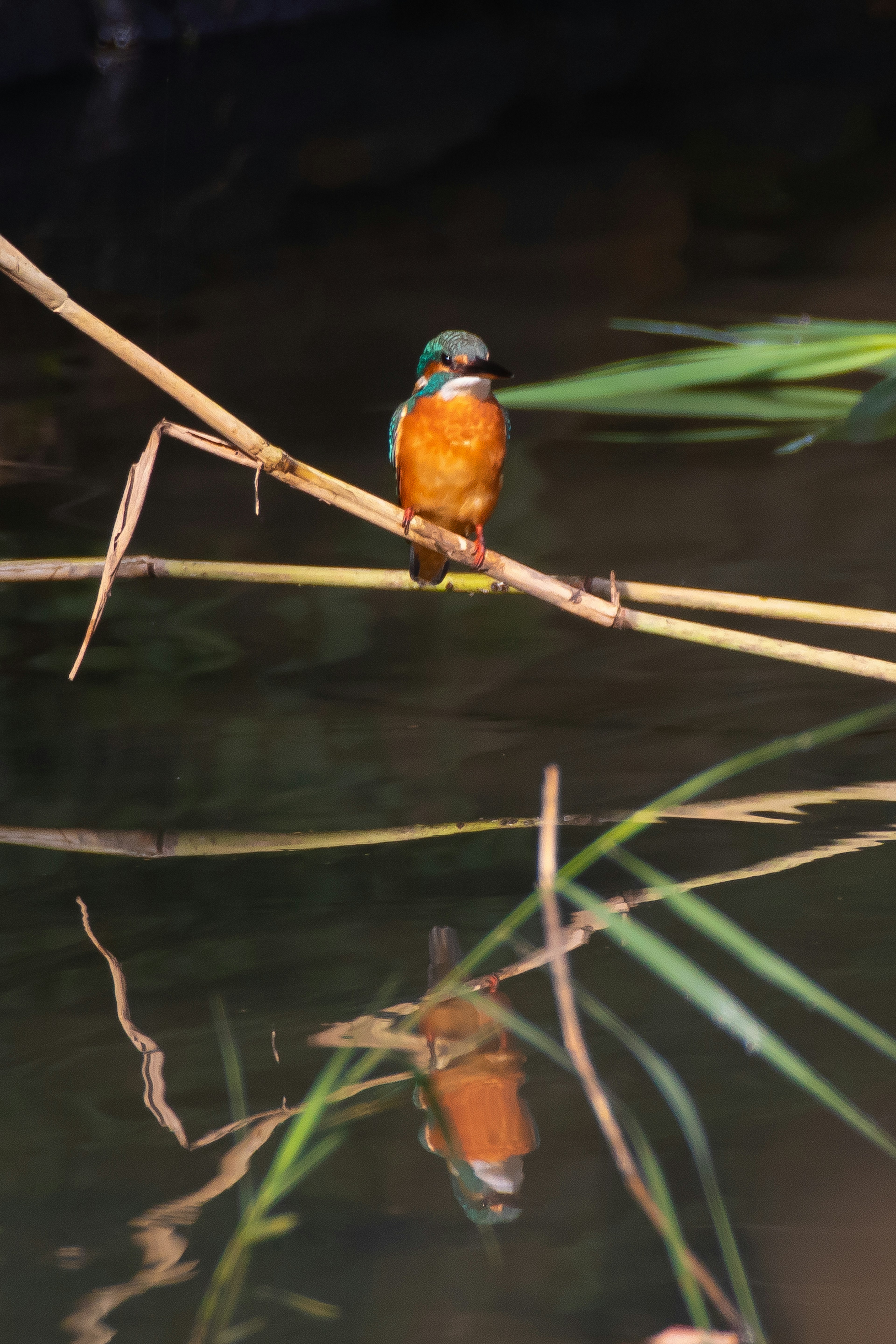 A kingfisher perched on a branch by the water