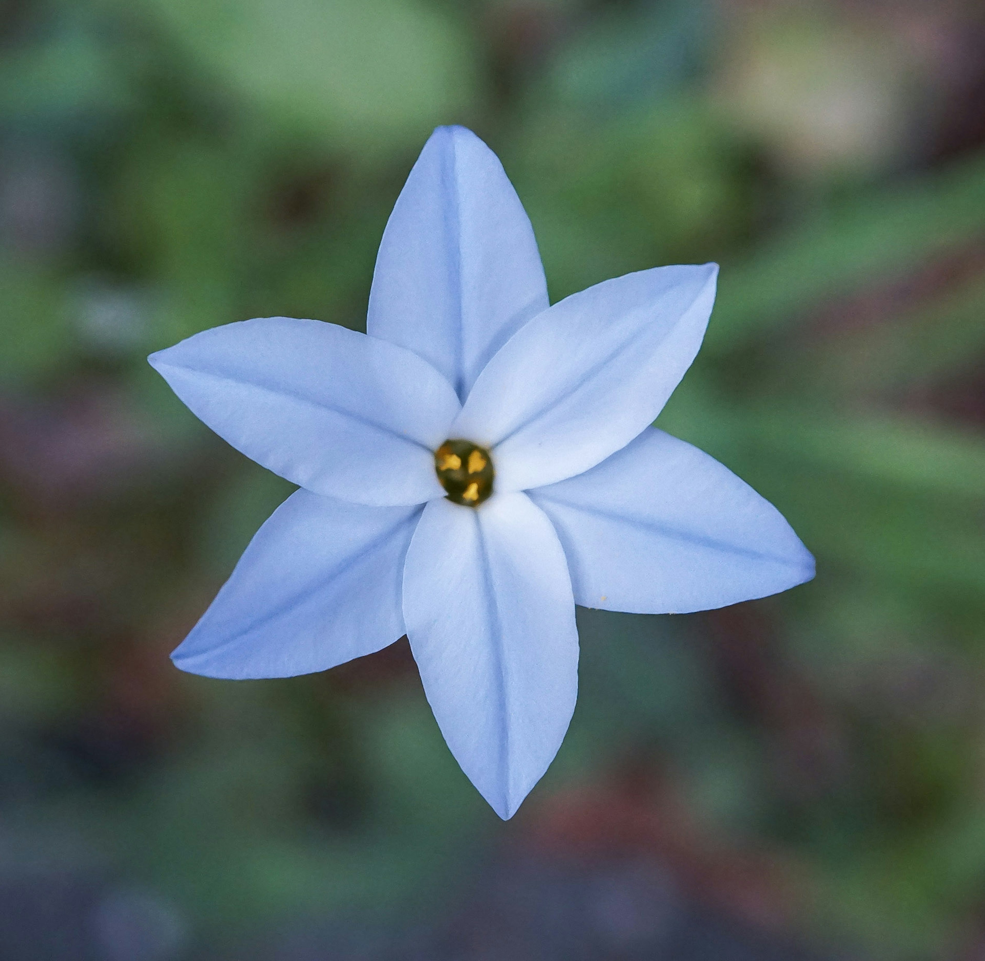 Blue five-petaled flower with a yellow center