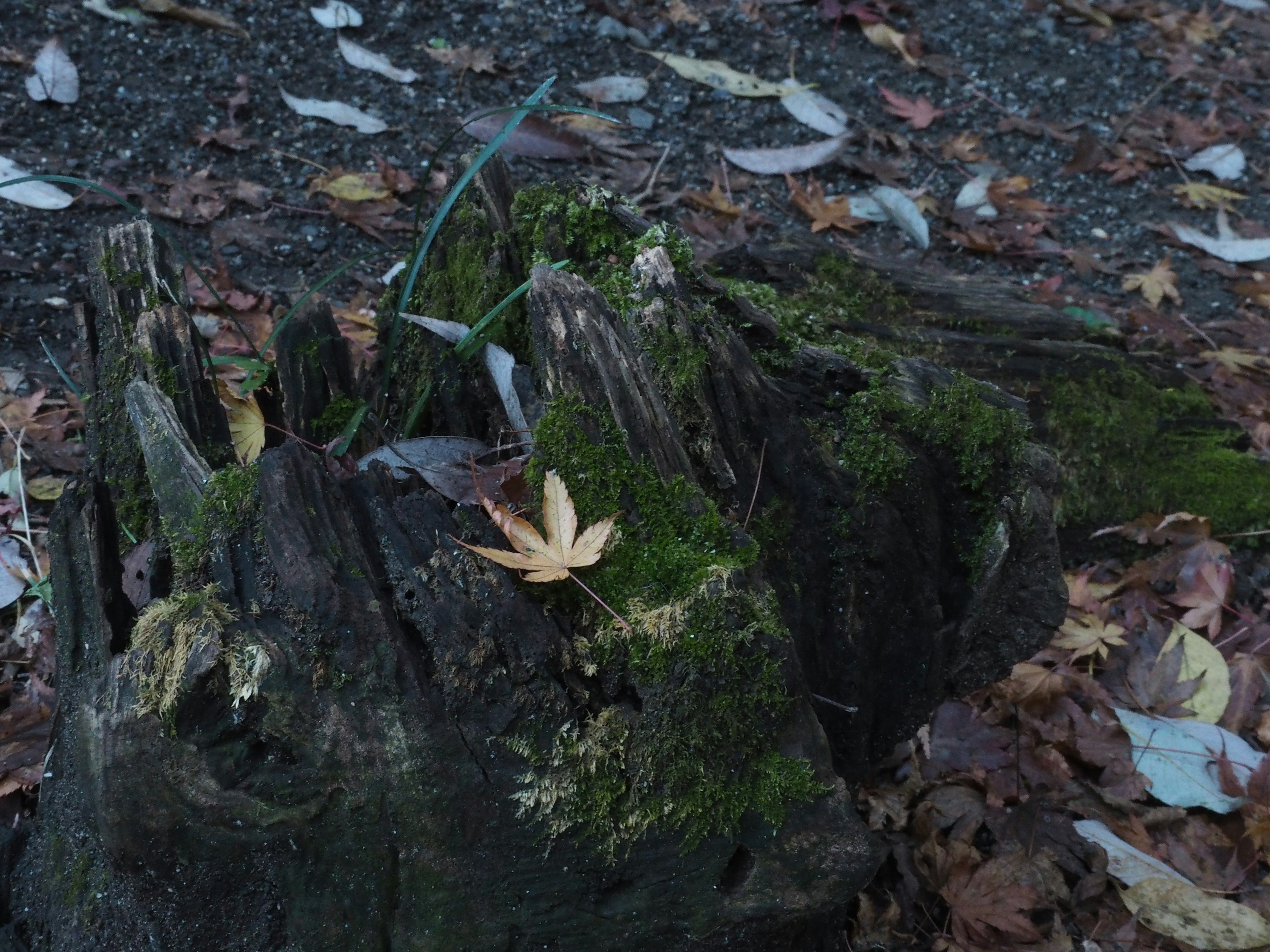 Souche d'arbre couverte de mousse avec des feuilles tombées et de nouvelles pousses