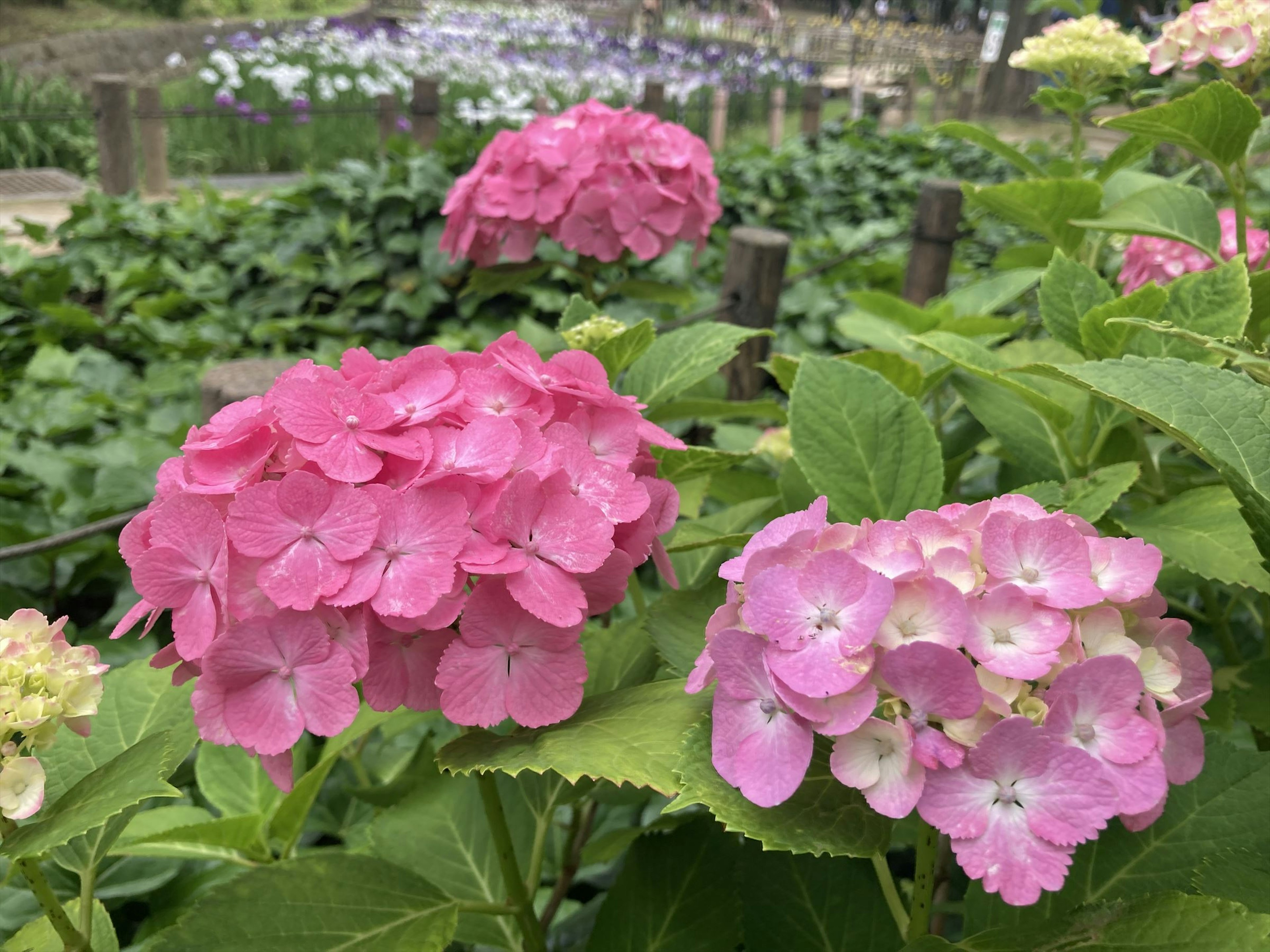 Bunga hydrangea merah muda yang indah mekar di taman