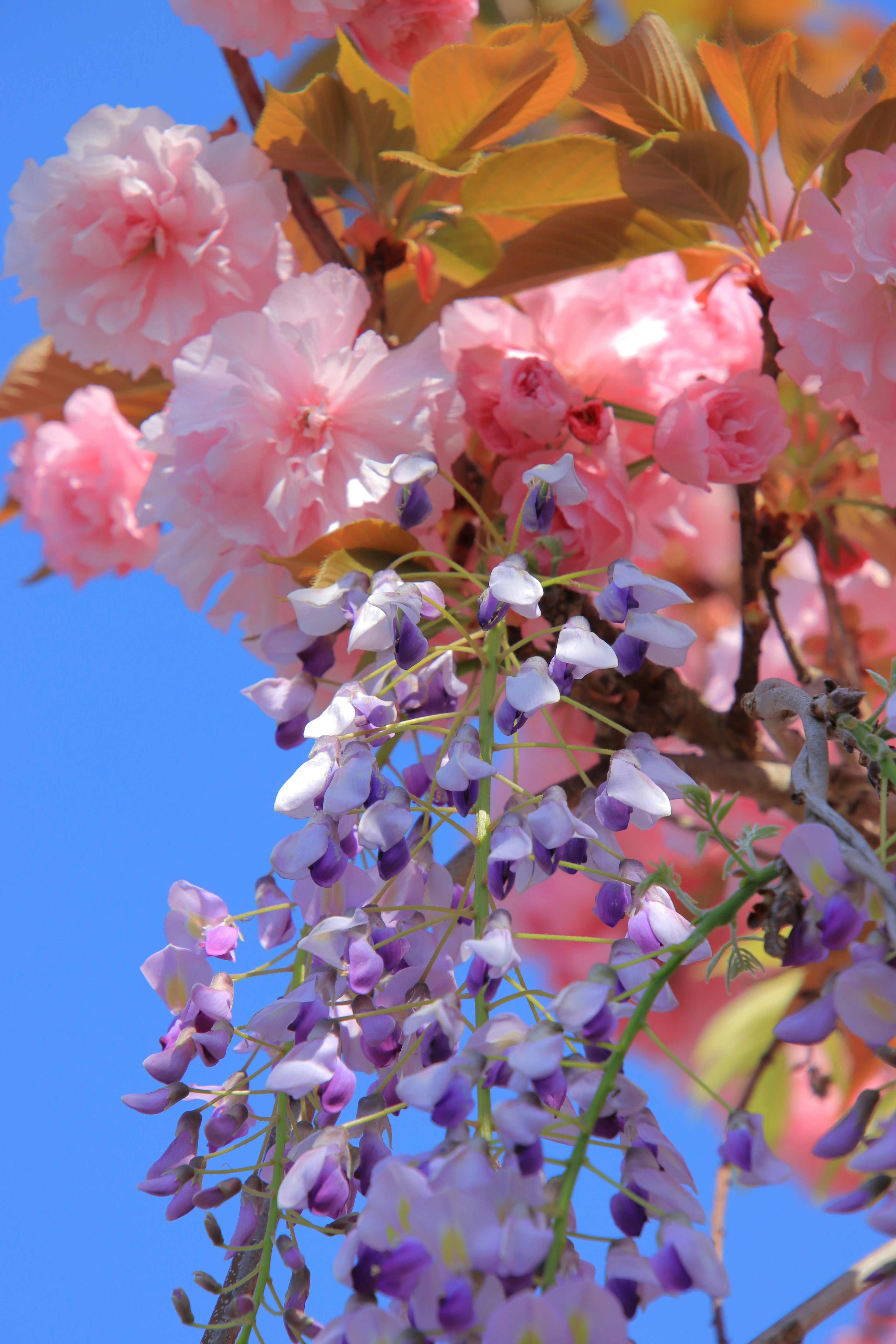 青空の下に咲くピンクの花と紫の藤の花の美しいコントラスト