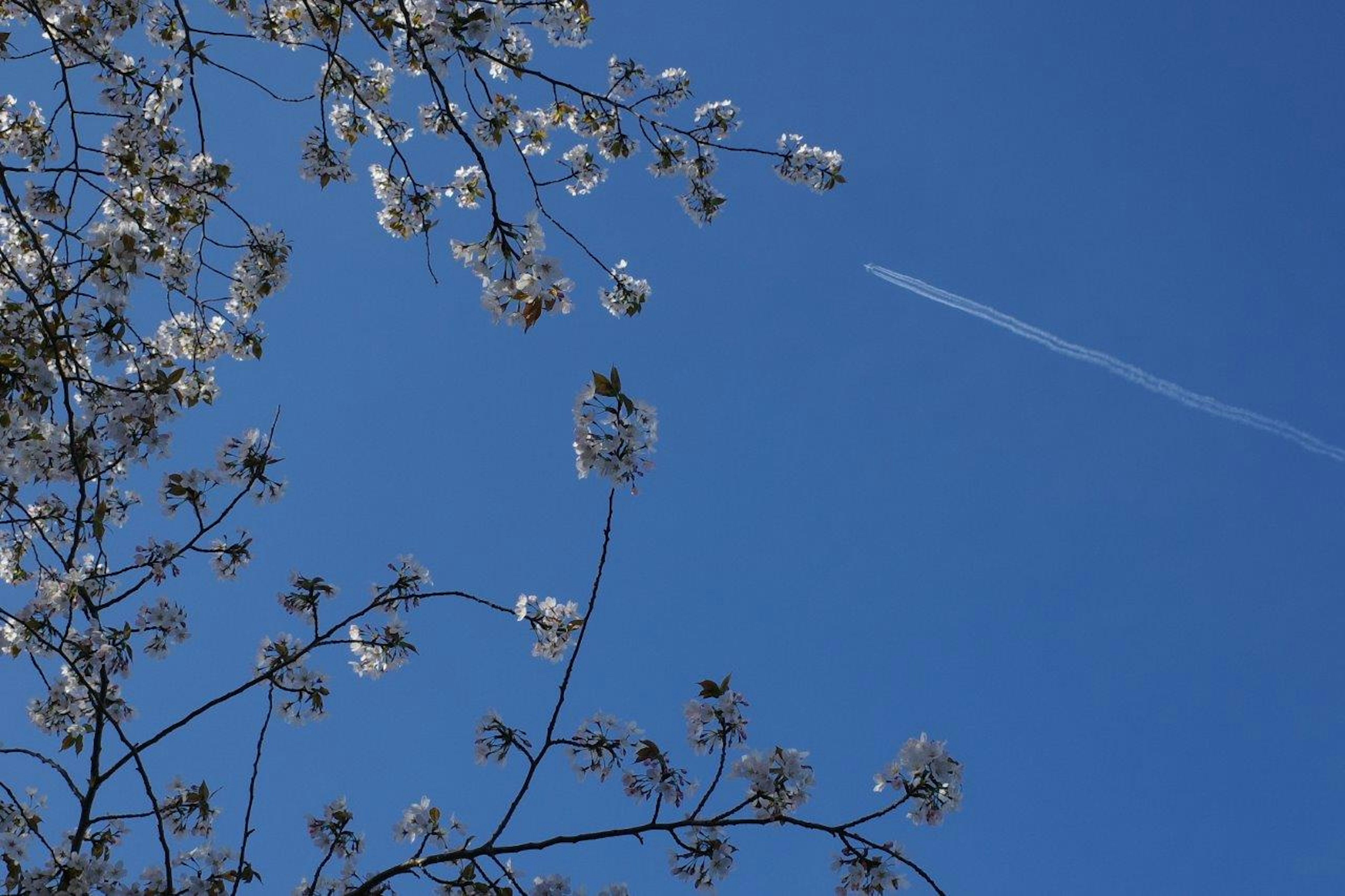 Branches of white flowers against a clear blue sky with a contrail