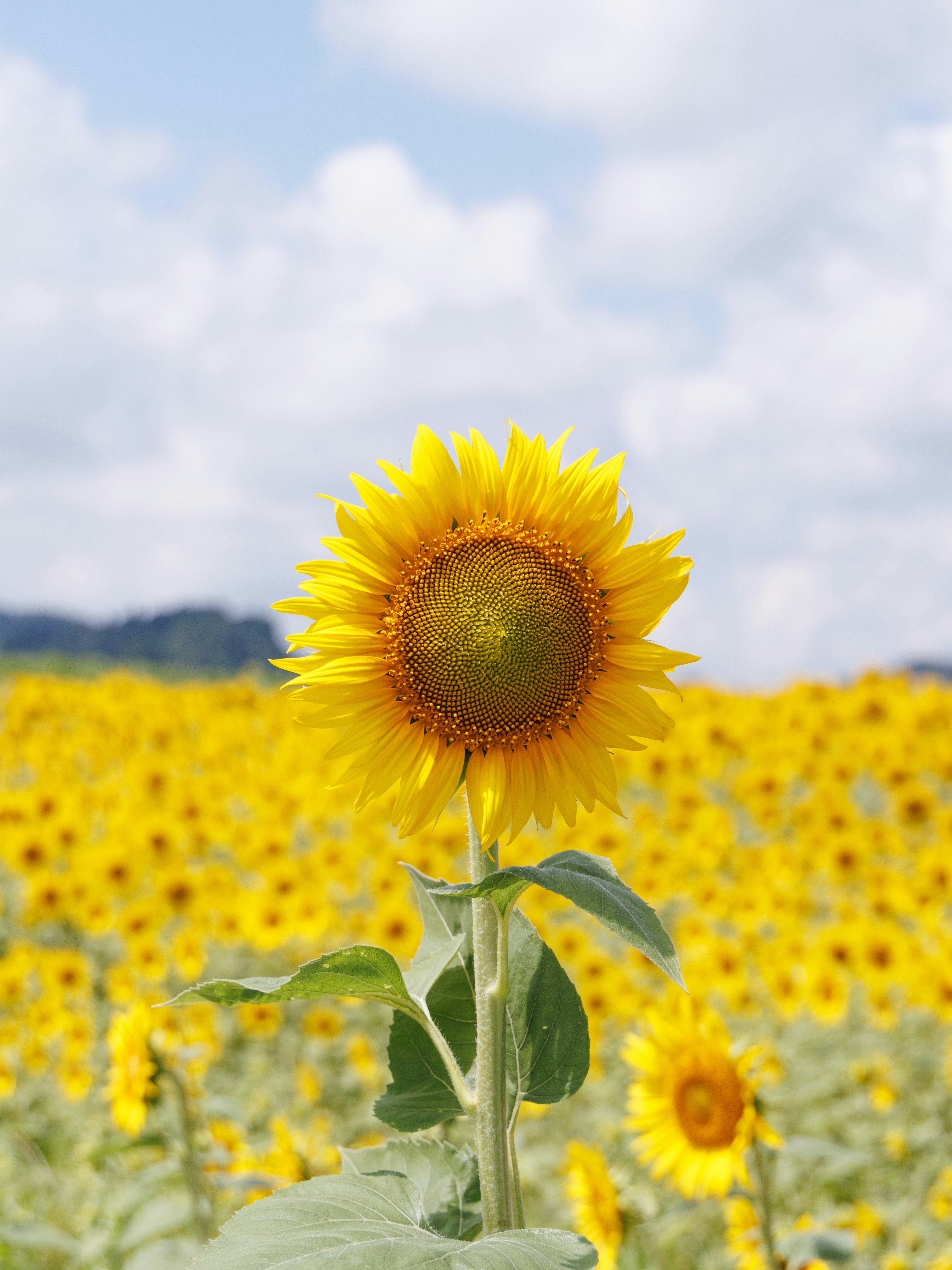 広がるひまわり畑の中で、一輪の鮮やかなひまわりが青空を背景に立っている