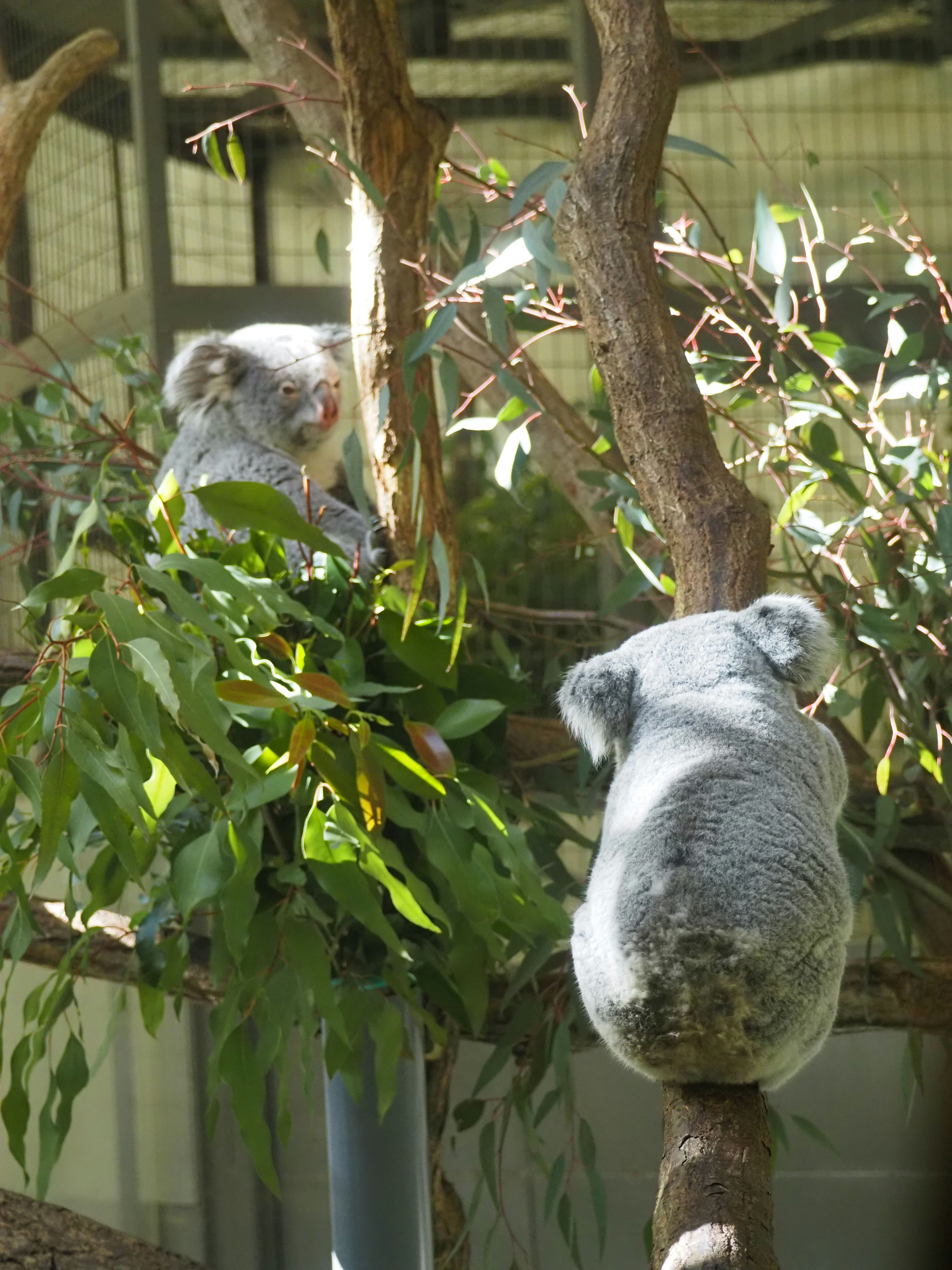 Two koalas resting on a tree with green leaves