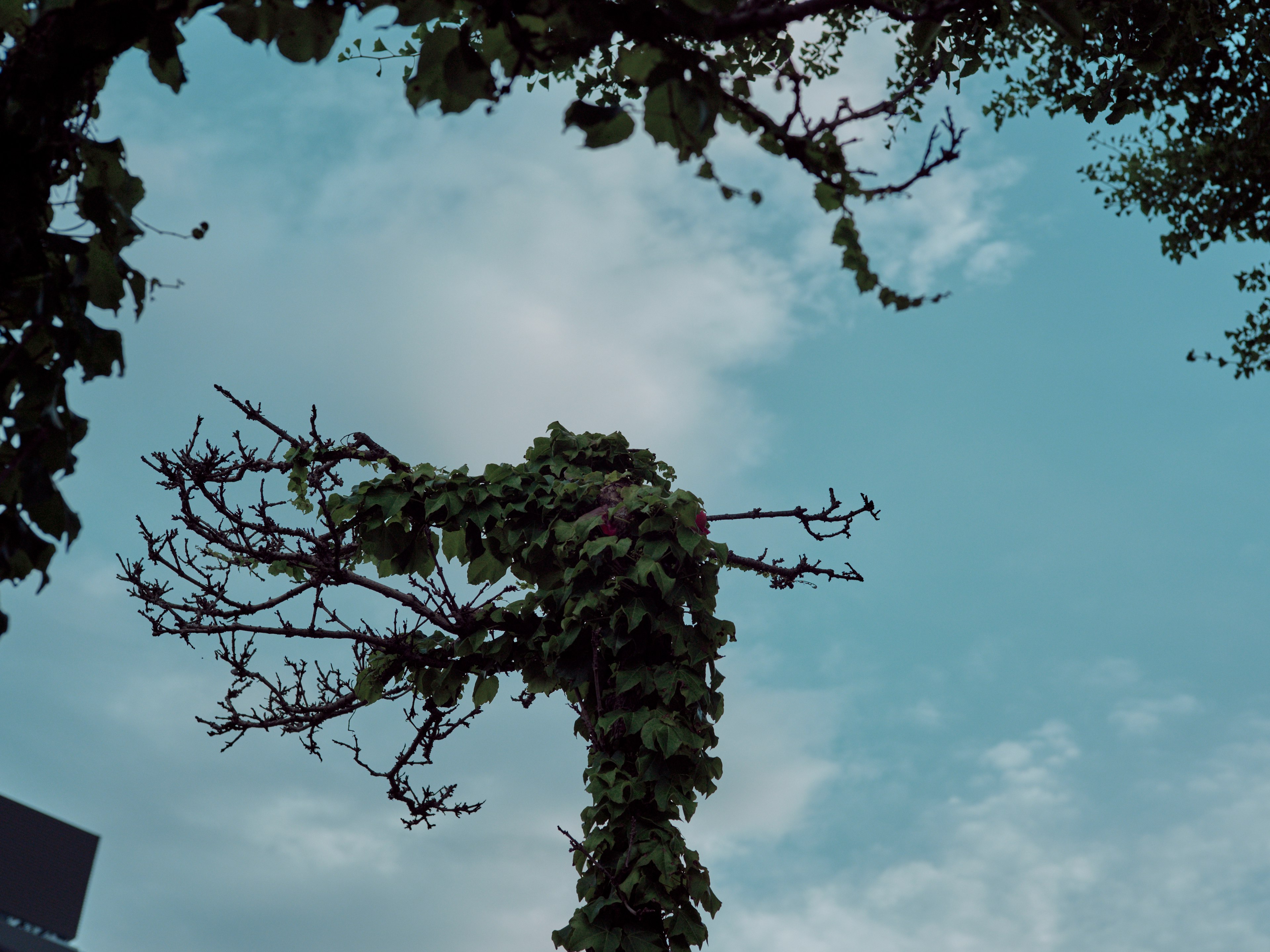 青空の下に茂った木々とつる植物の風景