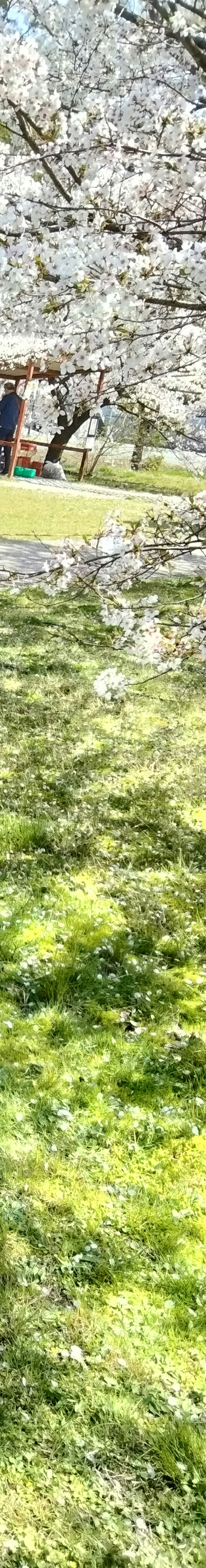 Scène printanière avec des gens se rassemblant sous des cerisiers en fleurs et de l'herbe verte